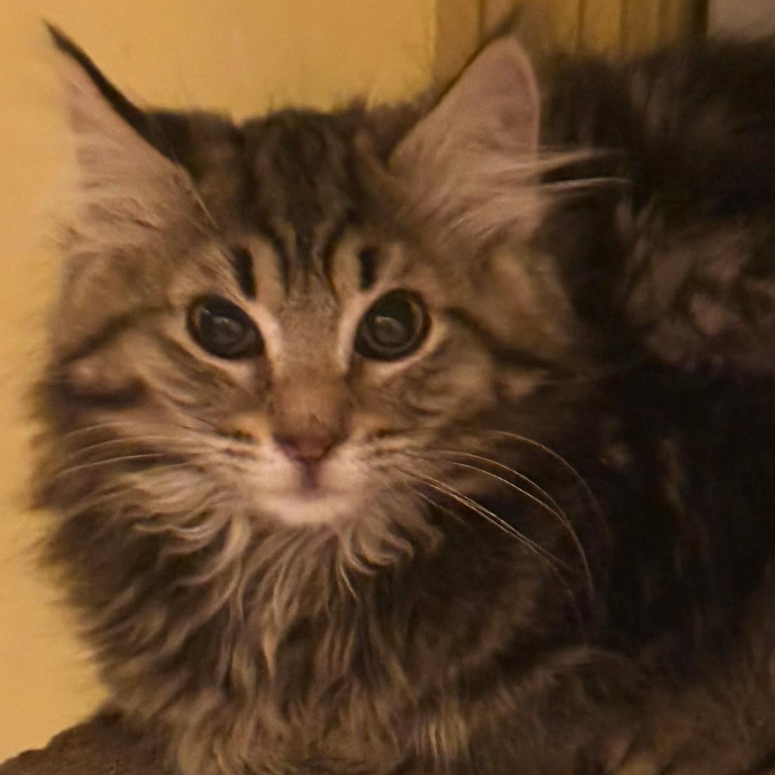 Enlarge Juno, an adopted Domestic Long Hair in West Orange, NJ image 2/3