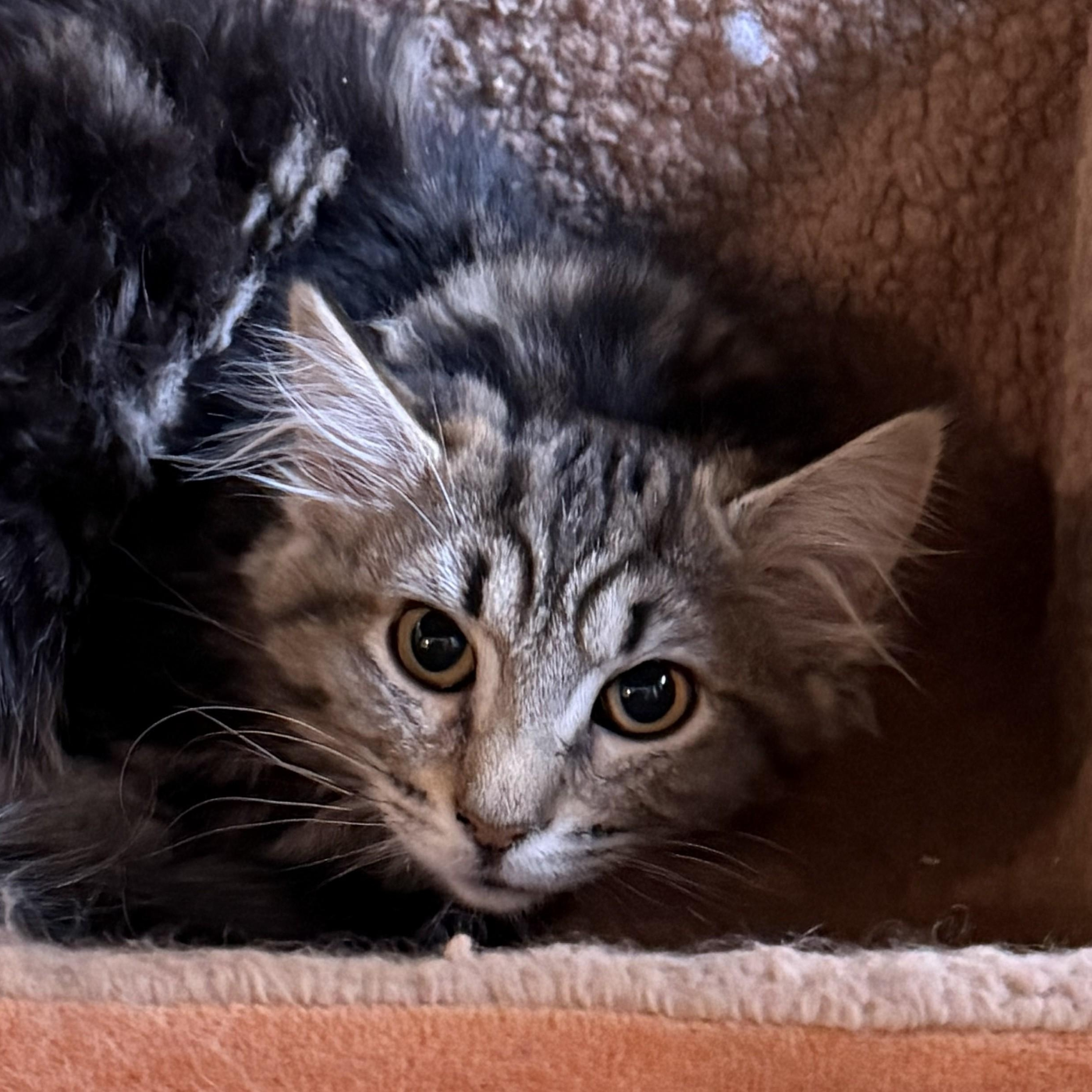 Enlarge Juno, an adopted Domestic Long Hair in West Orange, NJ image 3/3