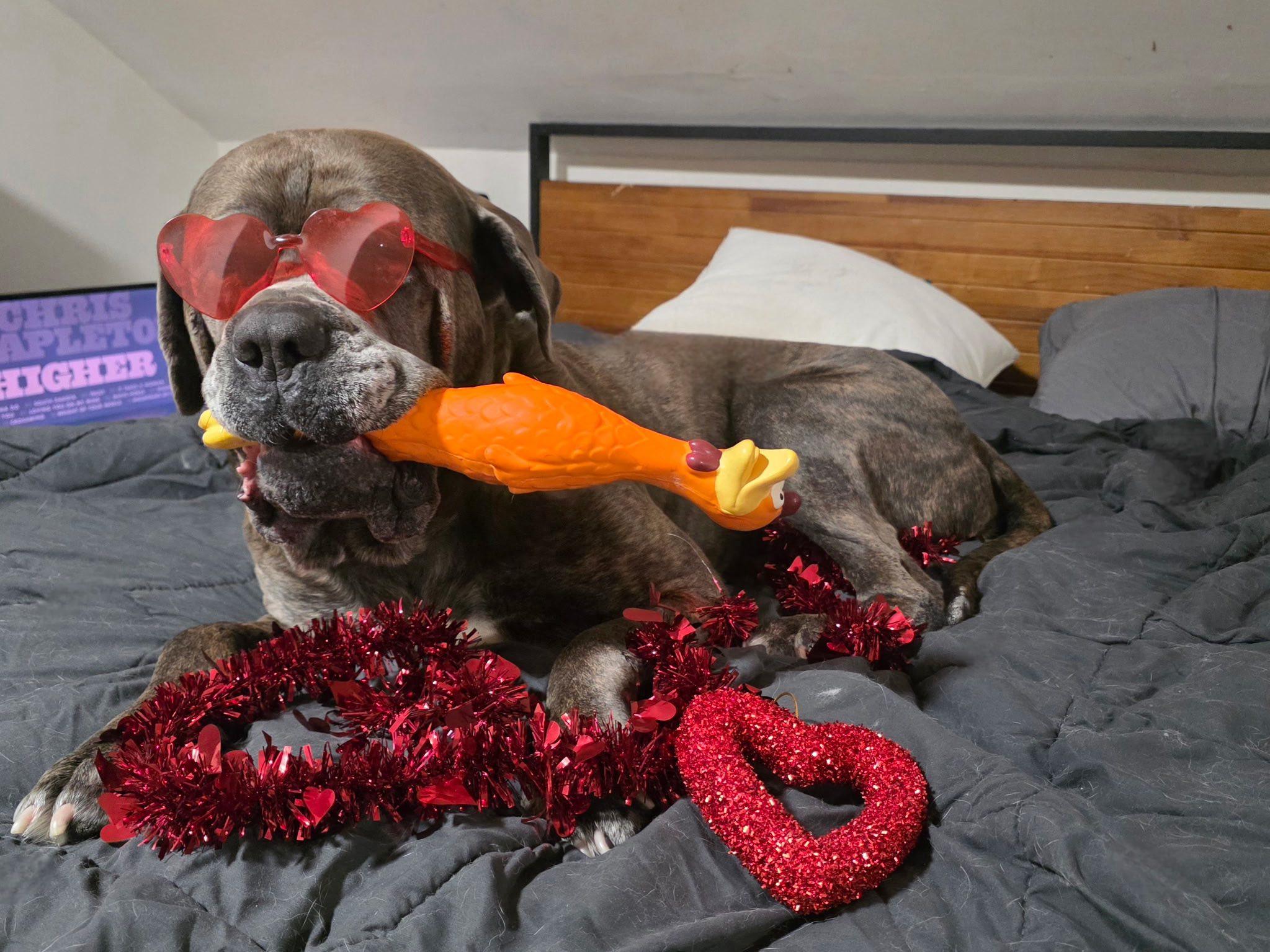 Enlarge Sully, a Adoptable mixed breed in St. Clair Shores, MI image 2/6