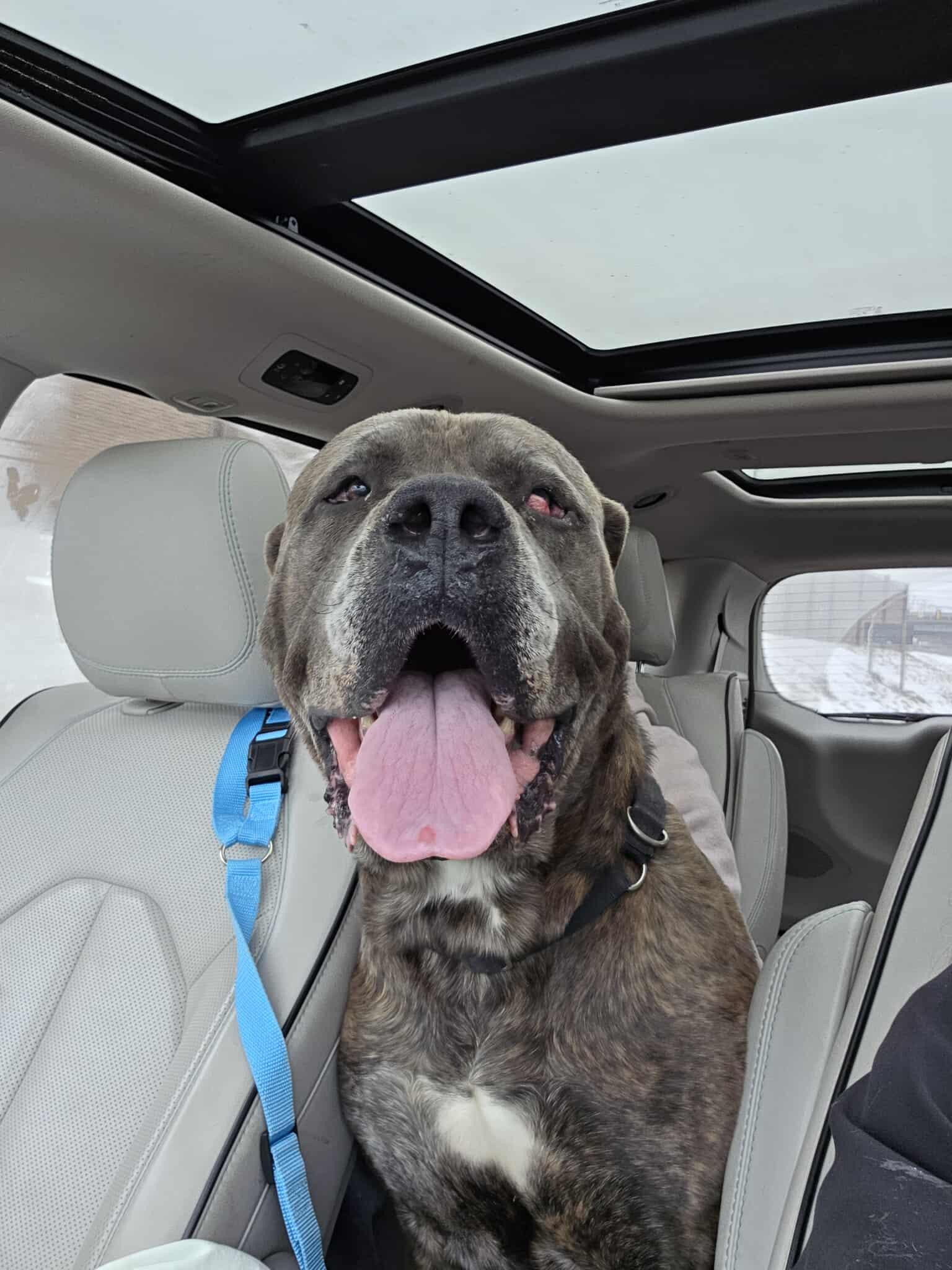 Enlarge Sully, a Adoptable mixed breed in St. Clair Shores, MI image 3/6