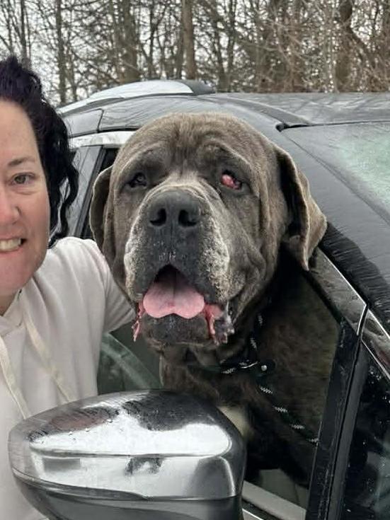 Enlarge Sully, a Adoptable mixed breed in St. Clair Shores, MI image 5/6