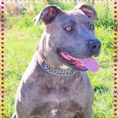 Sophie, a Adoptable mixed breed in Ellensburg, WA image 1/6