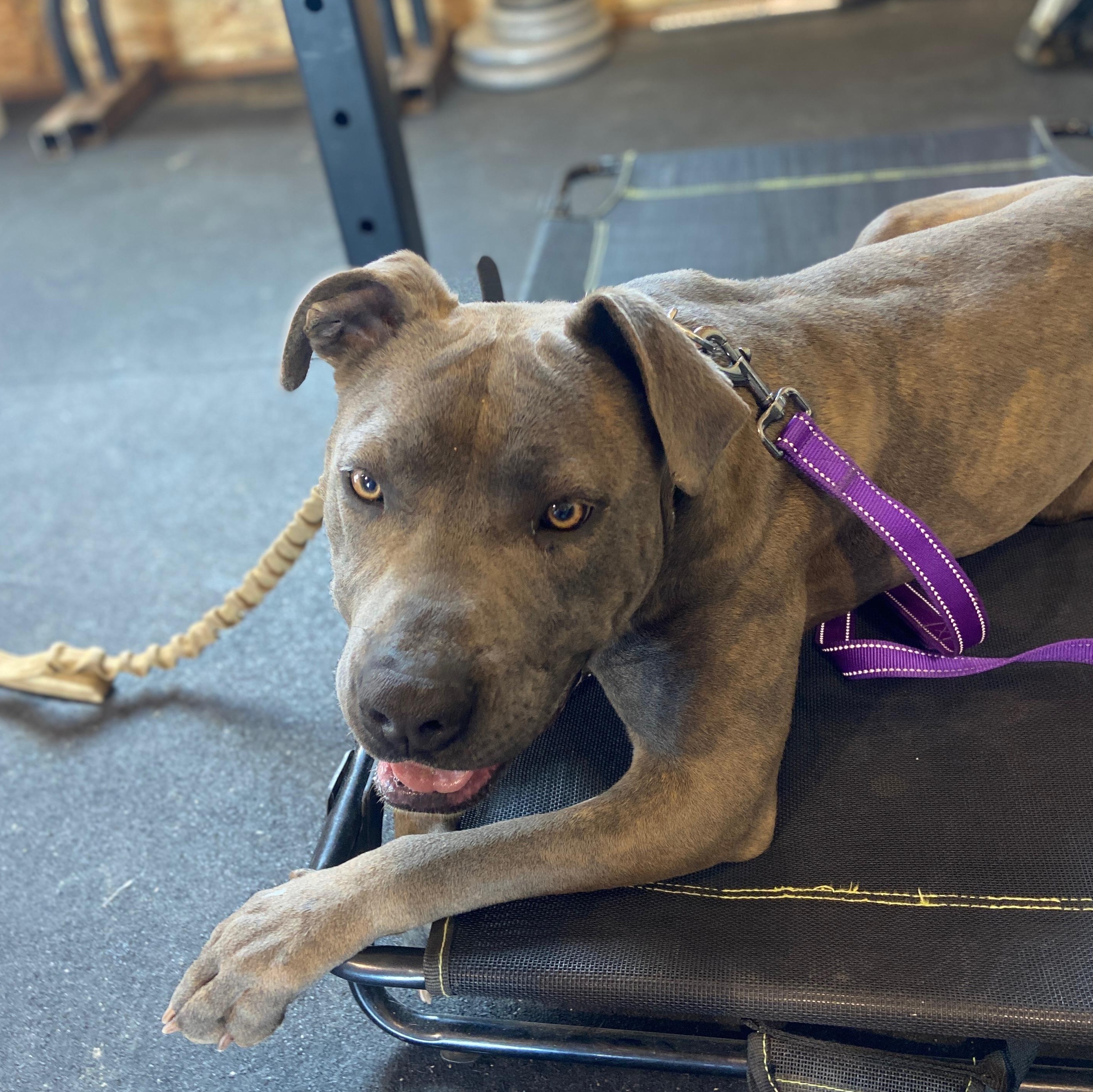 Sophie, an adoptable Pit Bull Terrier in Ellensburg, WA, 98926 | Photo Image 2