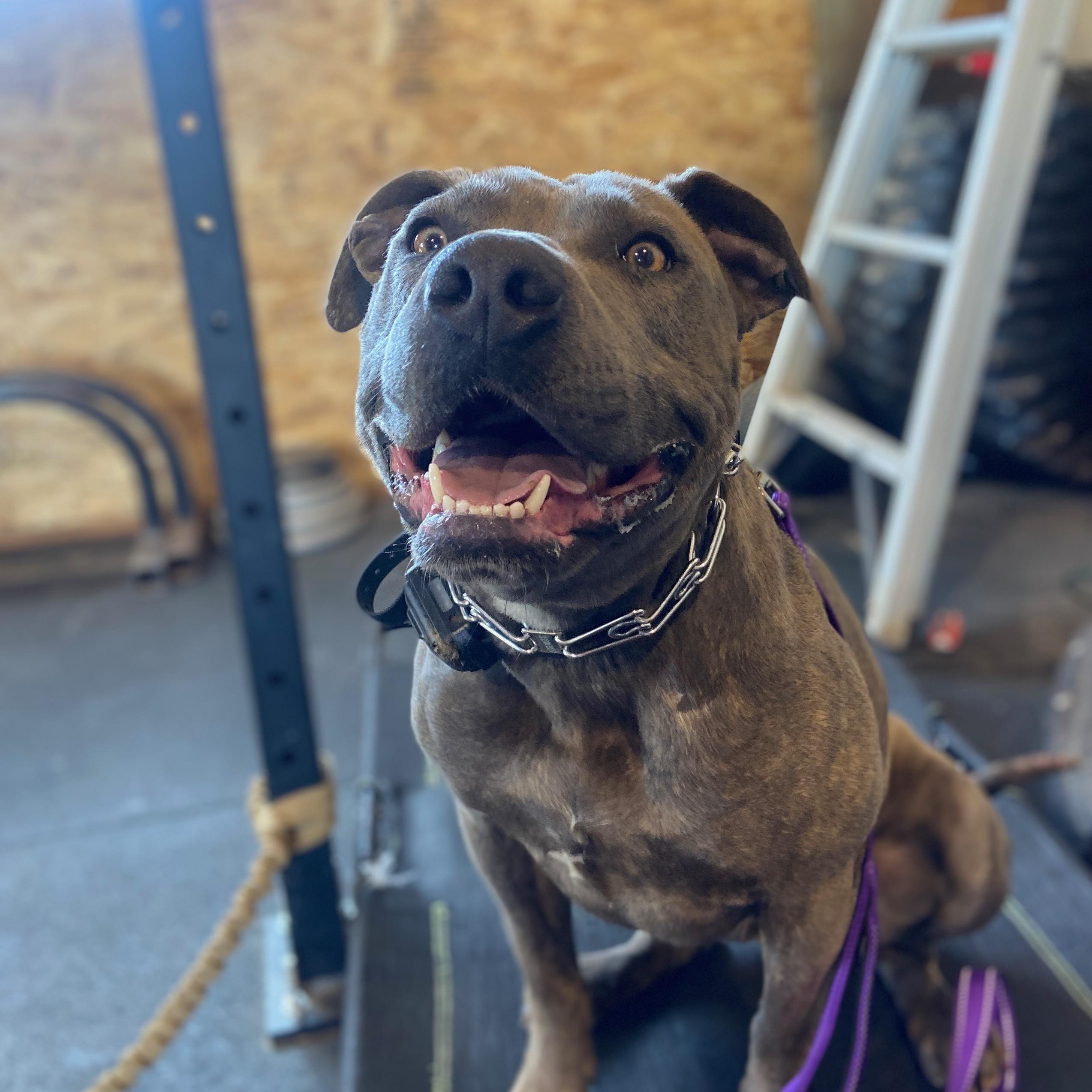 Sophie, an adoptable Pit Bull Terrier in Ellensburg, WA, 98926 | Photo Image 1