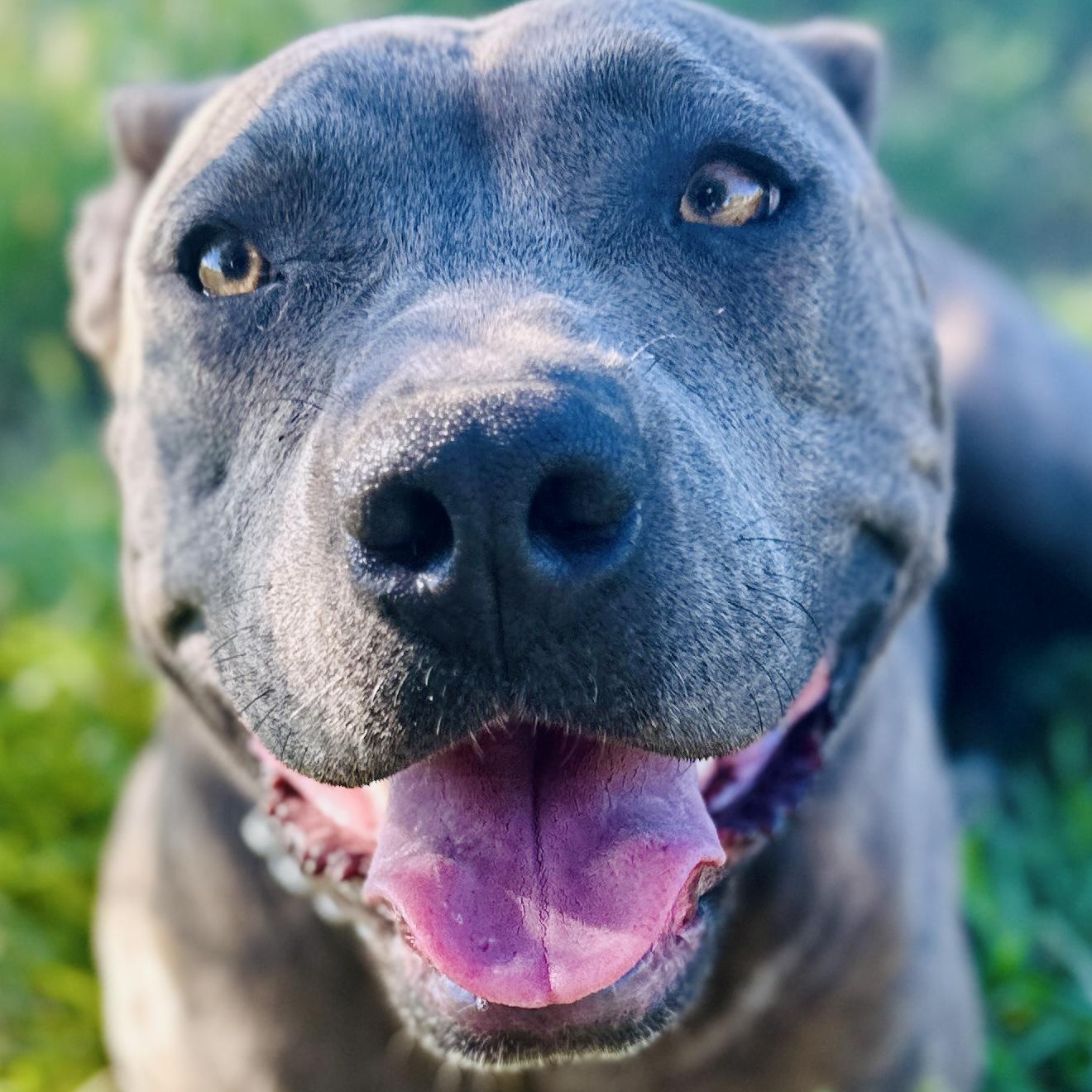 Sophie, a Adoptable mixed breed in Ellensburg, WA image 6/6