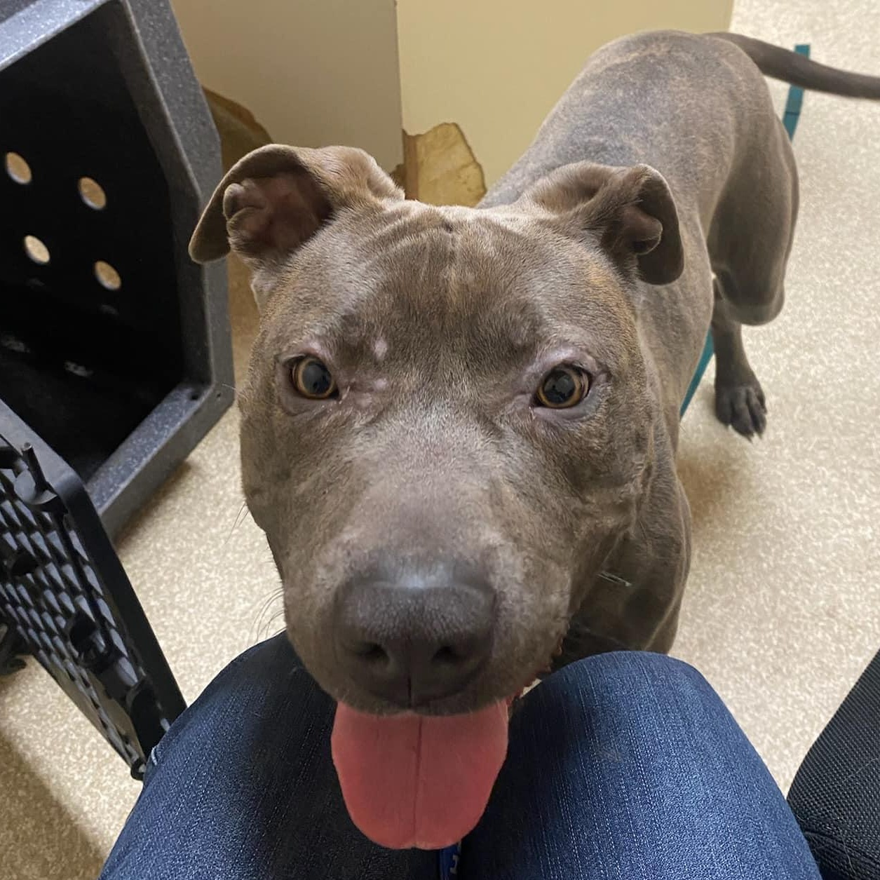 Sophie, an adoptable Pit Bull Terrier in Ellensburg, WA, 98926 | Photo Image 3