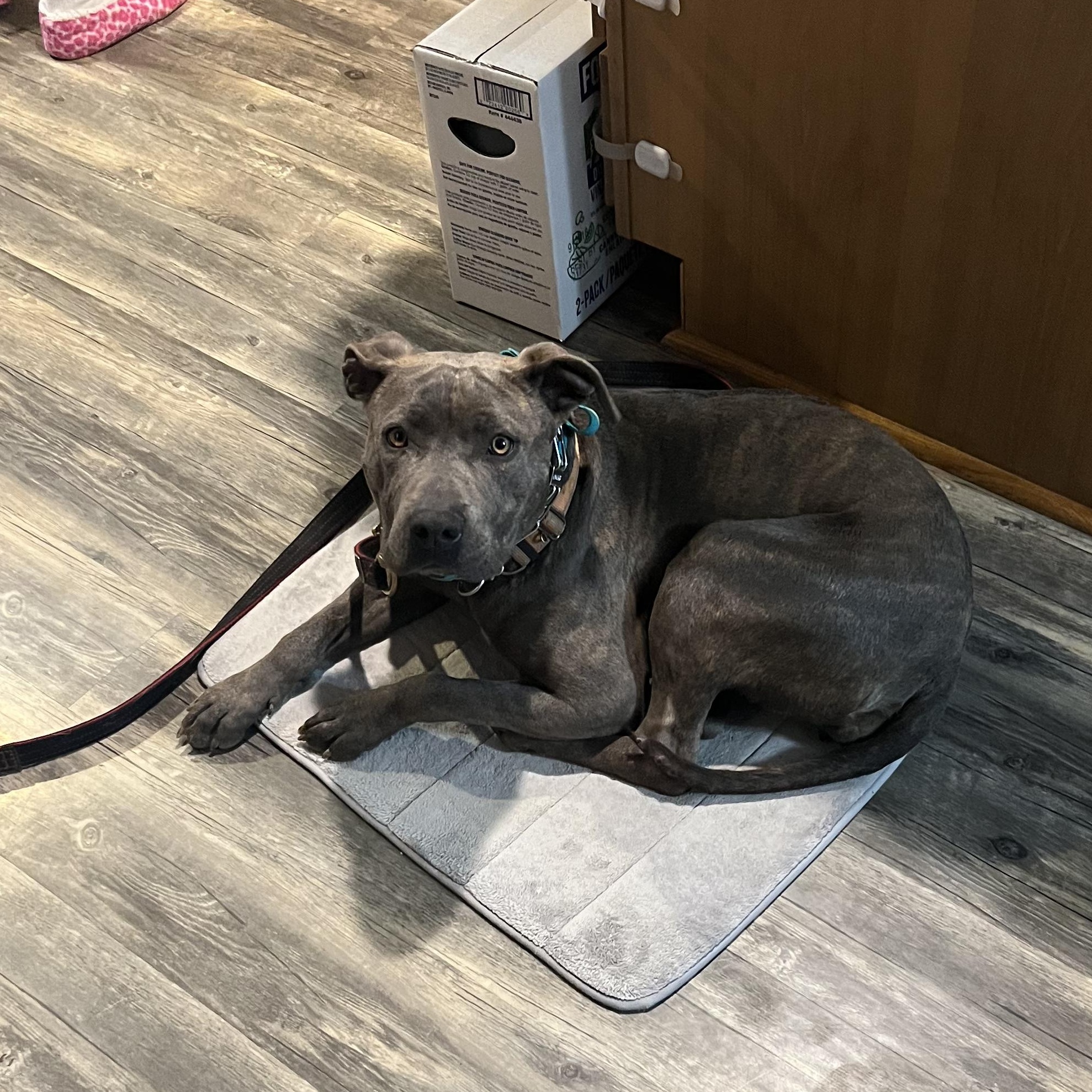 Sophie, an adoptable Pit Bull Terrier in Ellensburg, WA, 98926 | Photo Image 4