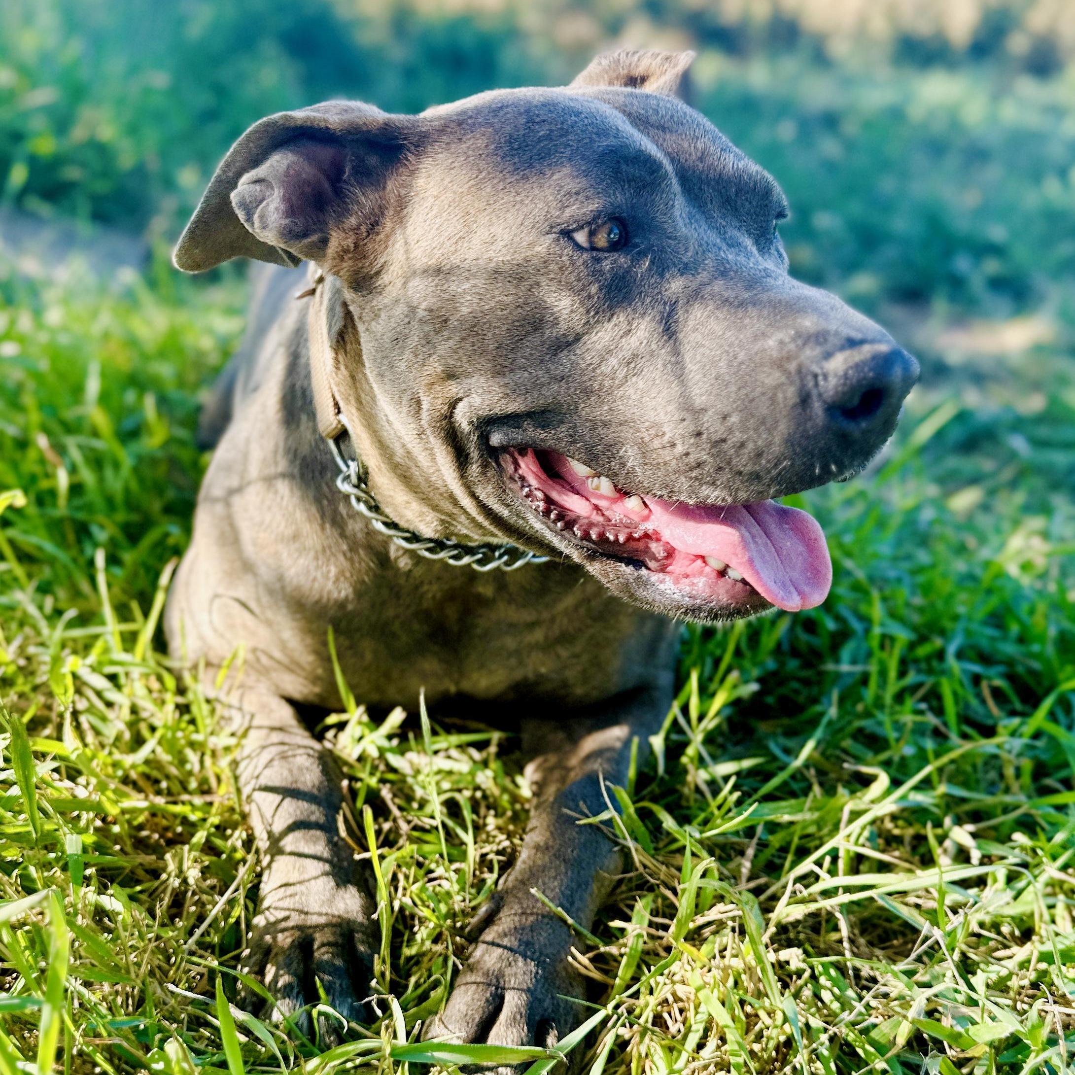 Sophie, a Adoptable mixed breed in Ellensburg, WA image 5/6
