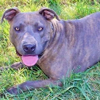 Sophie, a Adoptable mixed breed in Ellensburg, WA image 3/6