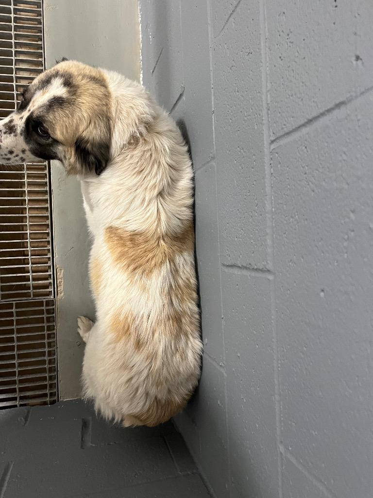 Enlarge Paisley, a Adopted Great Pyrenees in Noble, OK image 1/5