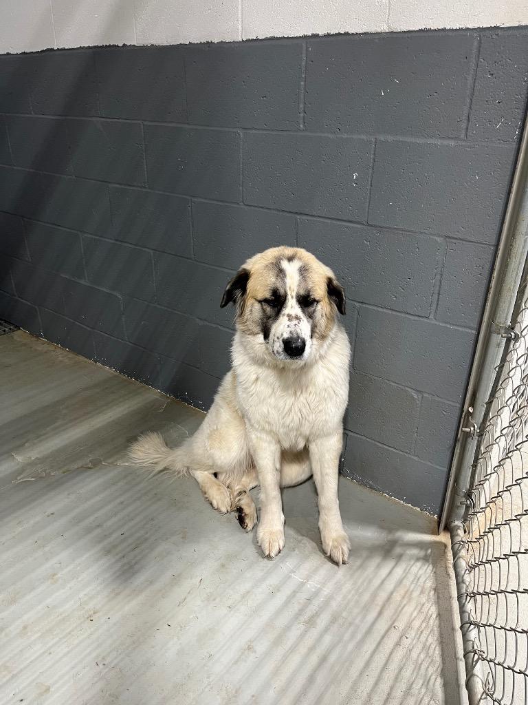 Enlarge Paisley, a Adopted Great Pyrenees in Noble, OK image 2/5