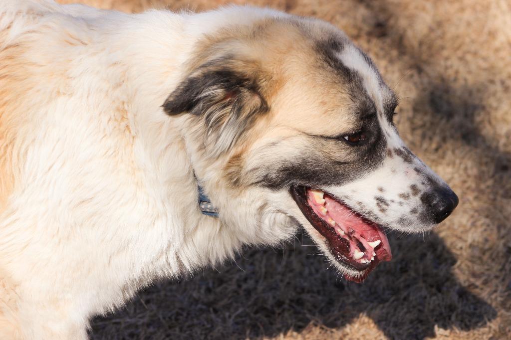 Enlarge Paisley, a Adopted Great Pyrenees in Noble, OK image 3/5