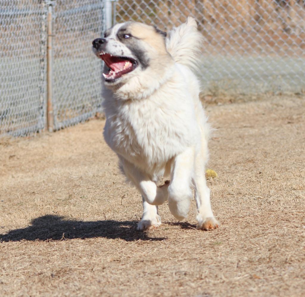 Enlarge Paisley, a Adopted Great Pyrenees in Noble, OK image 4/5
