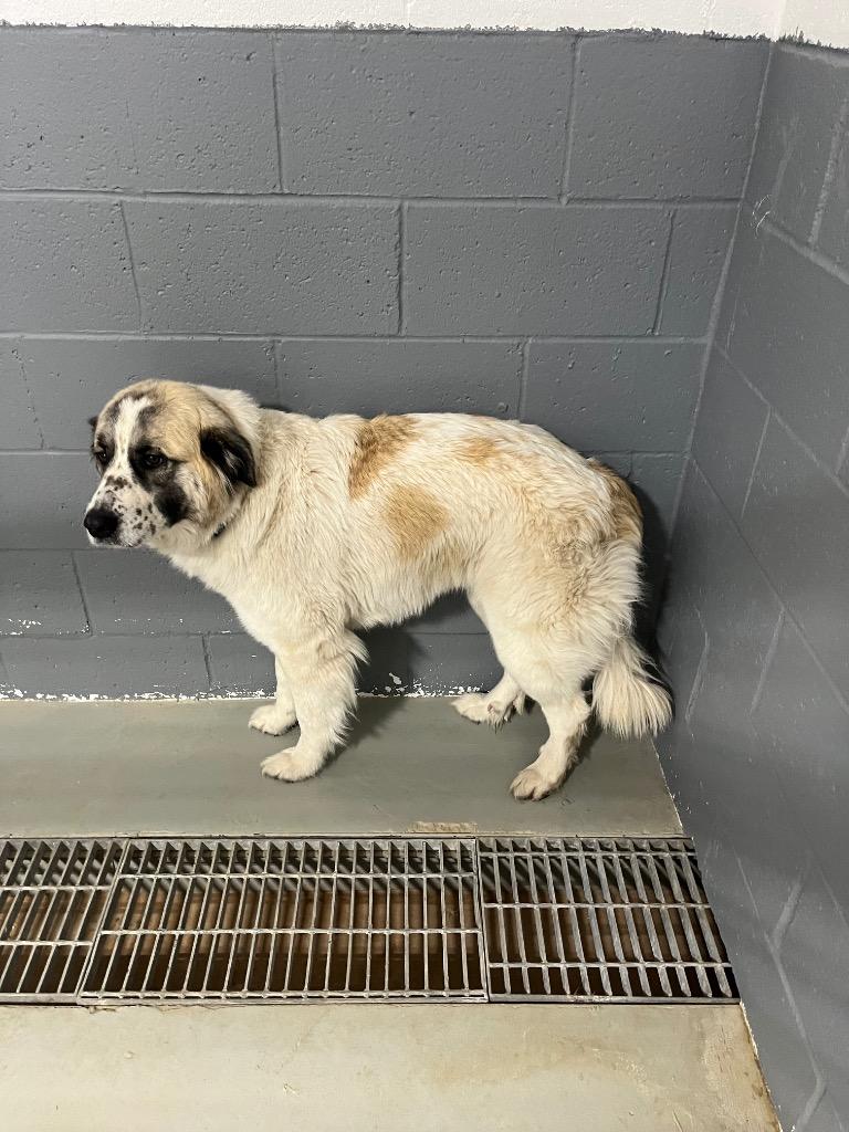 Enlarge Paisley, a Adopted Great Pyrenees in Noble, OK image 5/5
