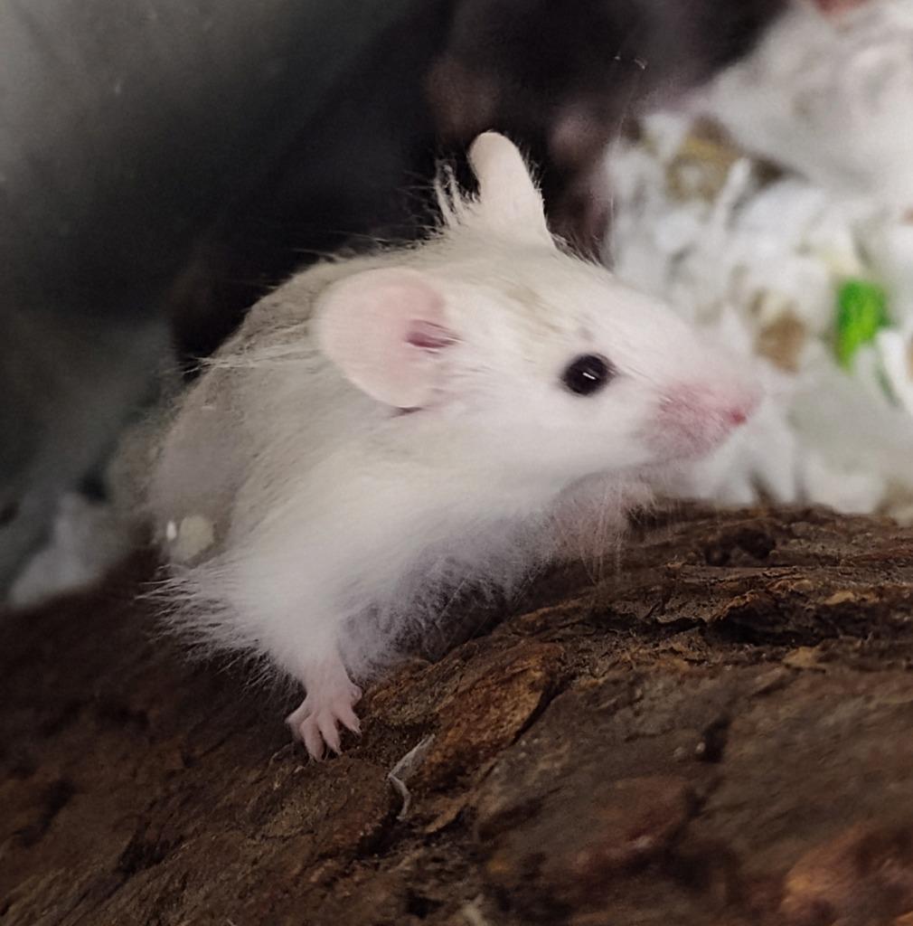 Creme Brulee, Adoptable, Baby Male Mouse.