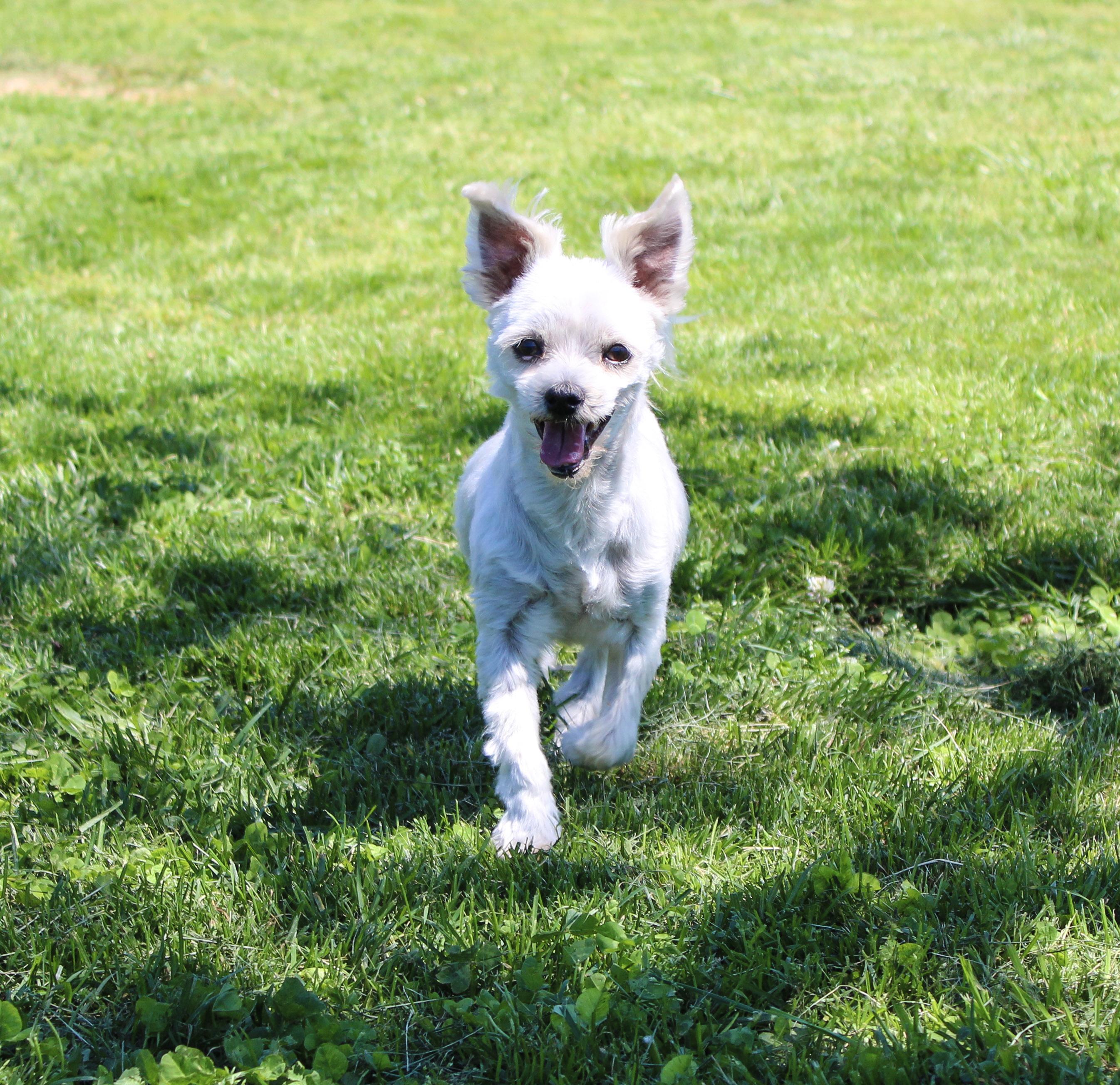 Chip, an adopted Maltese in Neosho, MO image 1/3