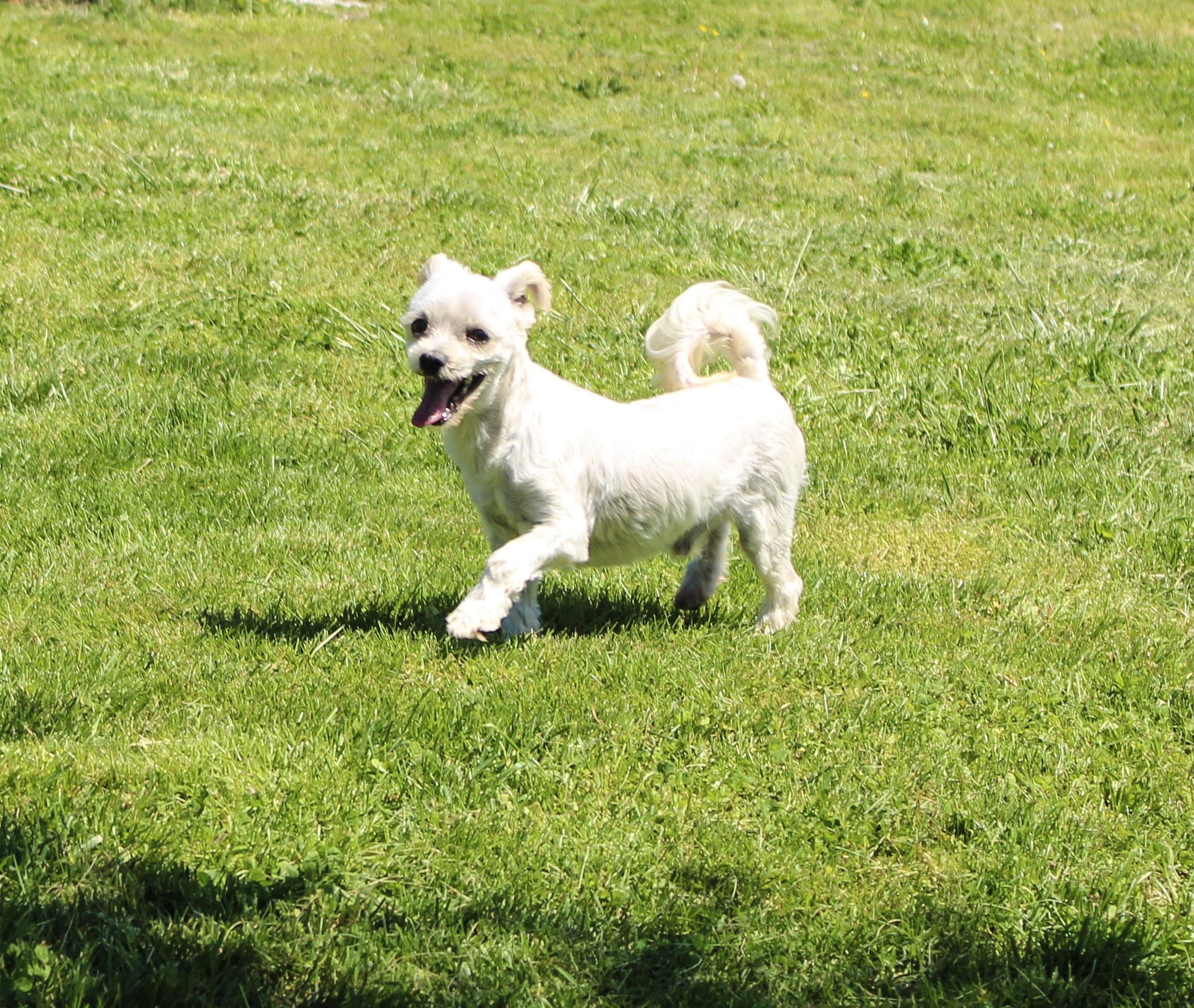 Chip, an adopted Maltese in Neosho, MO image 2/3
