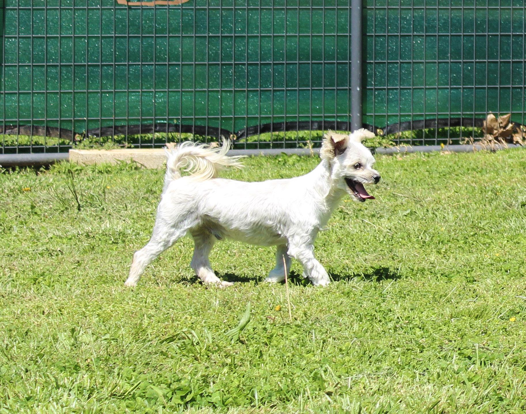 Chip, an adopted Maltese in Neosho, MO image 3/3