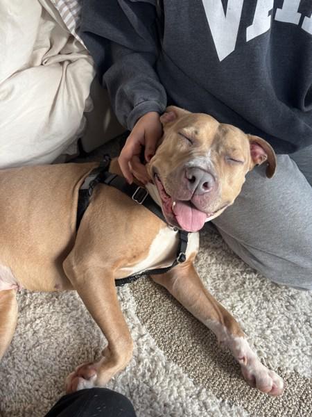 Apricot Princess — thumbnail 3