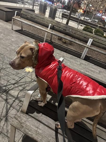 Apricot Princess — thumbnail 4