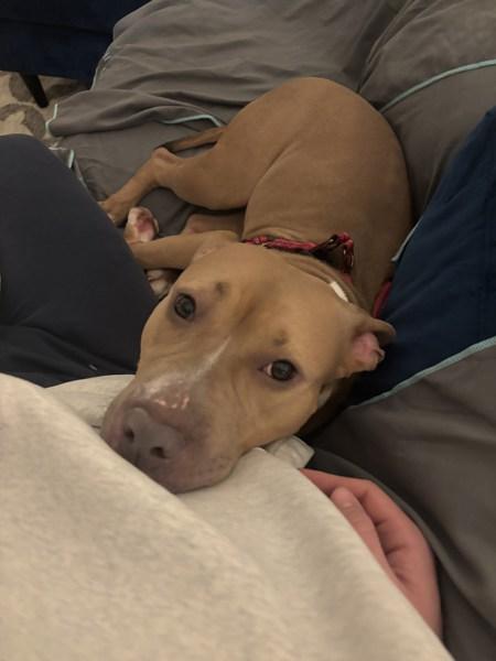 Apricot Princess — thumbnail 5