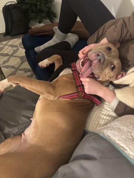 Apricot Princess — thumbnail 6