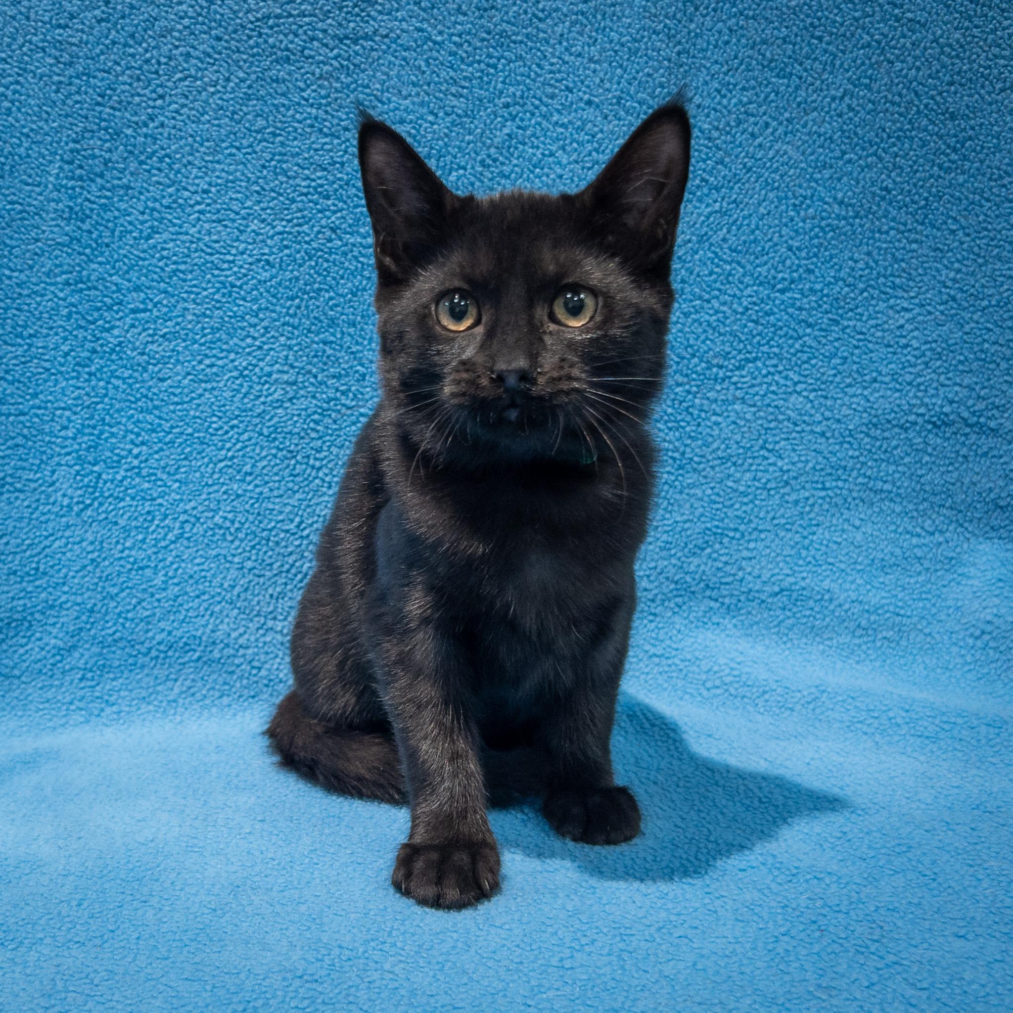 Enlarge Summertree, a ADOPTABLE mixed breed in Overland Park, KS image 2/2