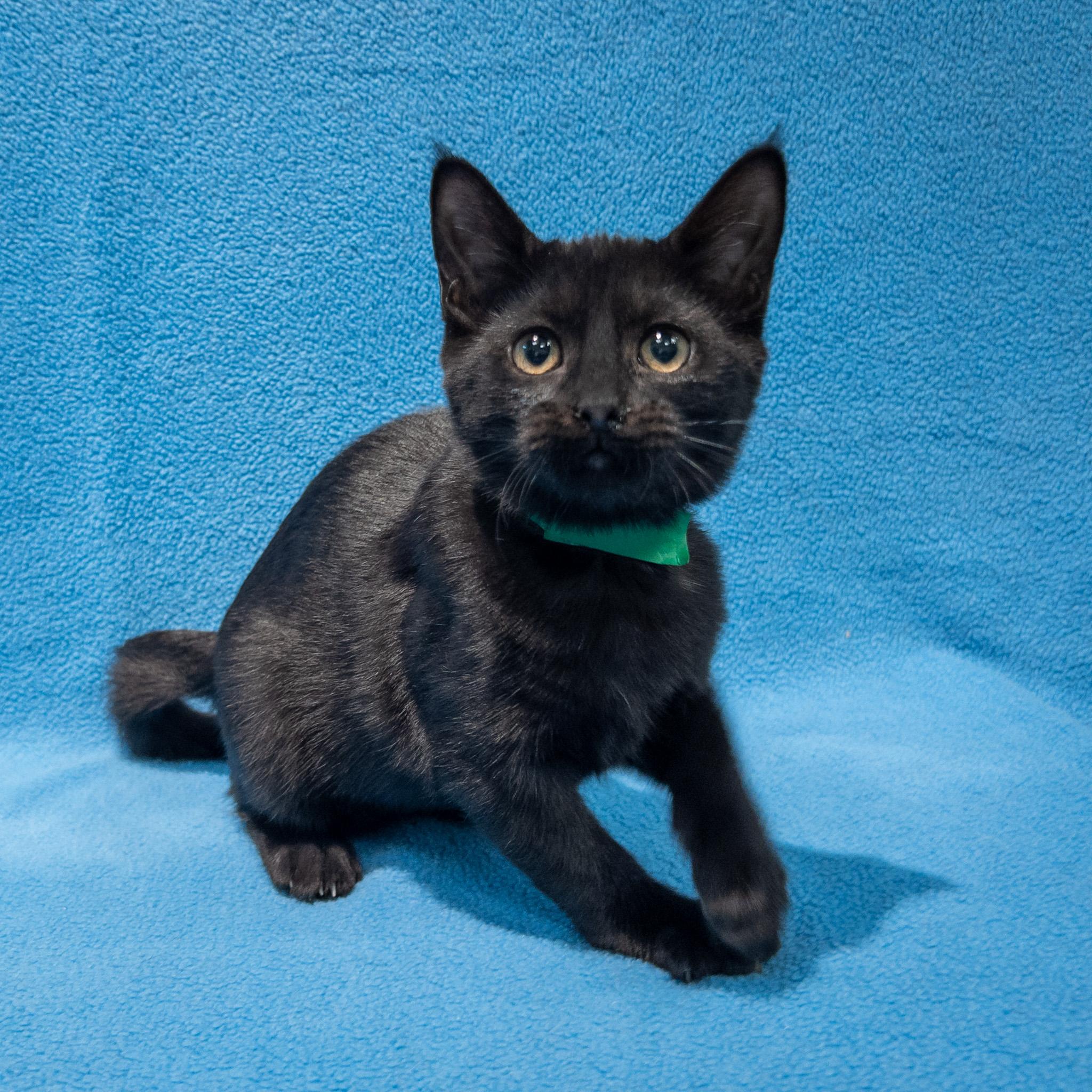 Summertree, ADOPTABLE, Kitten Female Domestic Short Hair.