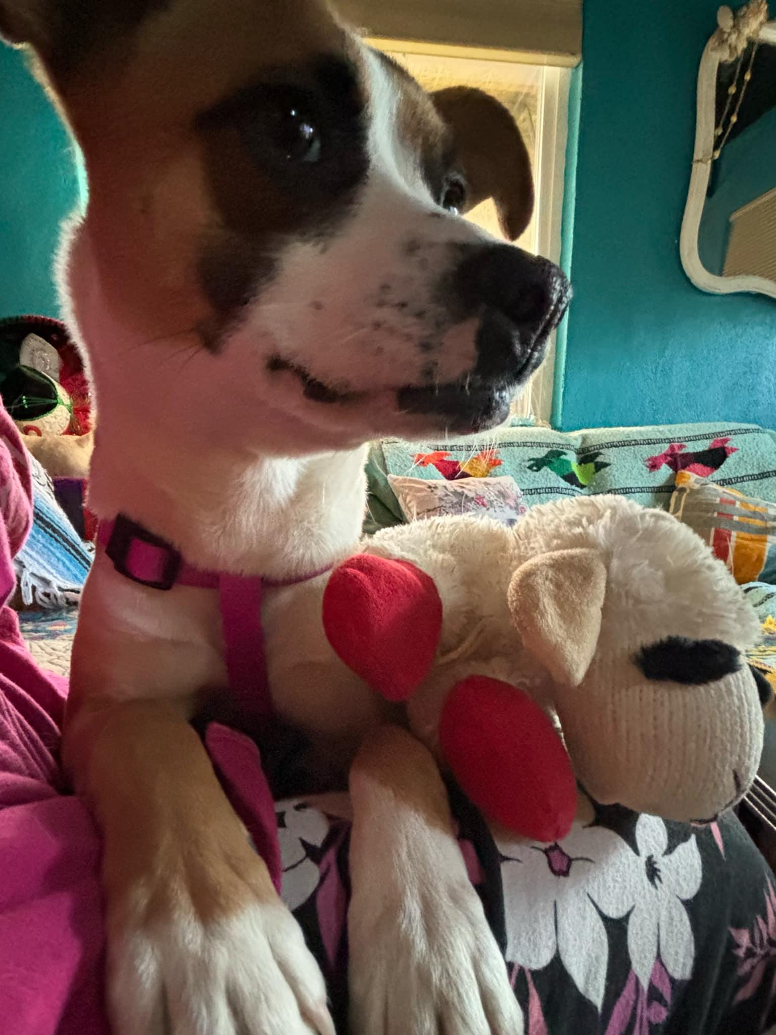 Roxanne, Young Female Mixed Breed
