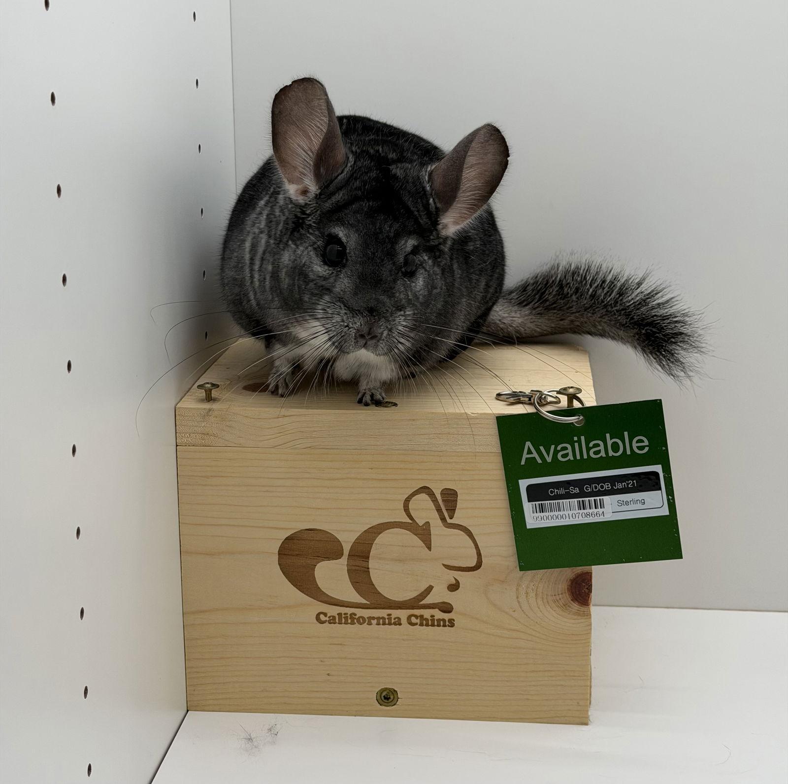 Chili-Sa, Adoptable, Adult Female Chinchilla.