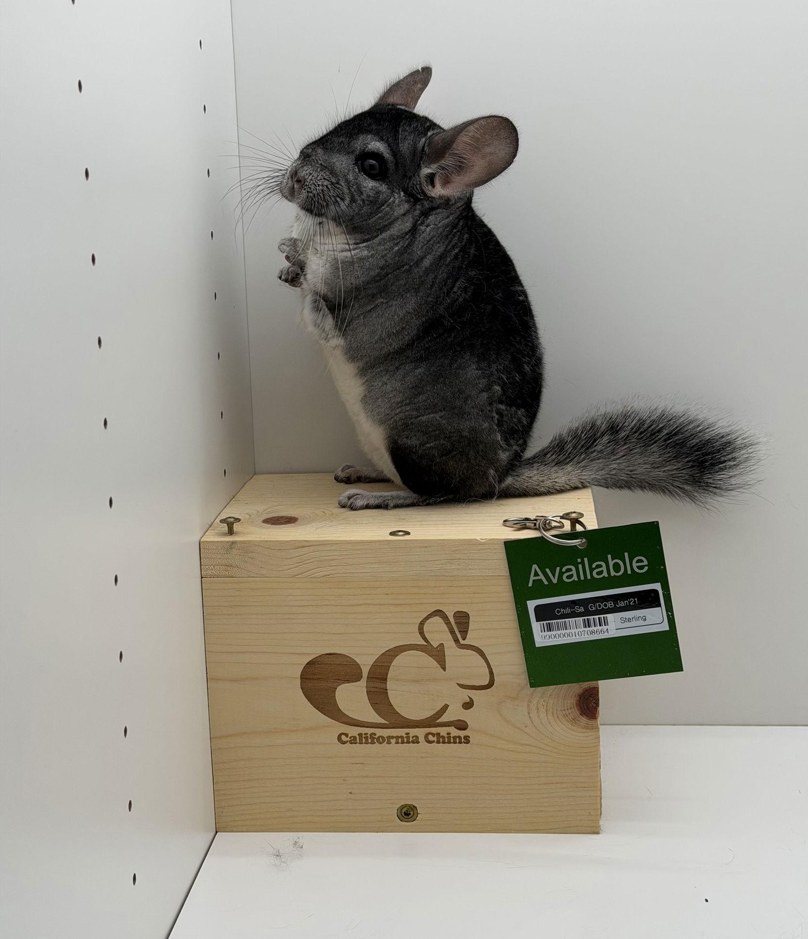 Enlarge Chili-Sa, a Adoptable Chinchilla in Sunnyvale, CA image 2/3