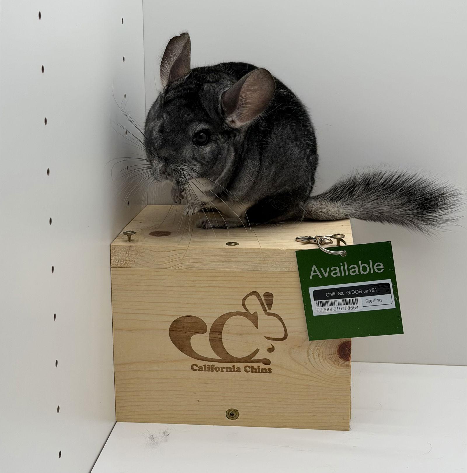 Enlarge Chili-Sa, a Adoptable Chinchilla in Sunnyvale, CA image 3/3