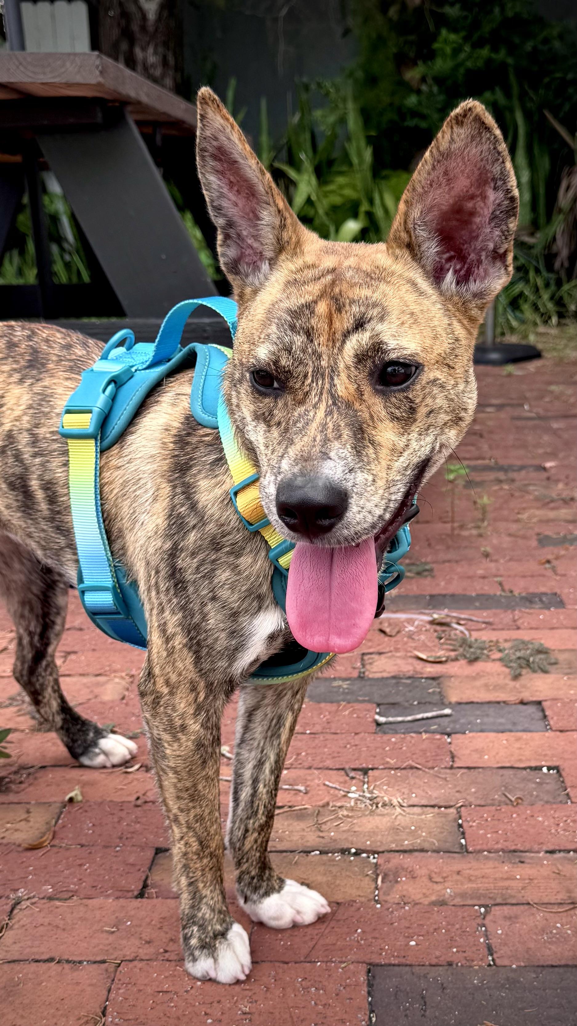 Enlarge Wilder, a Adoptable mixed breed in Tallahassee, FL image 2/5