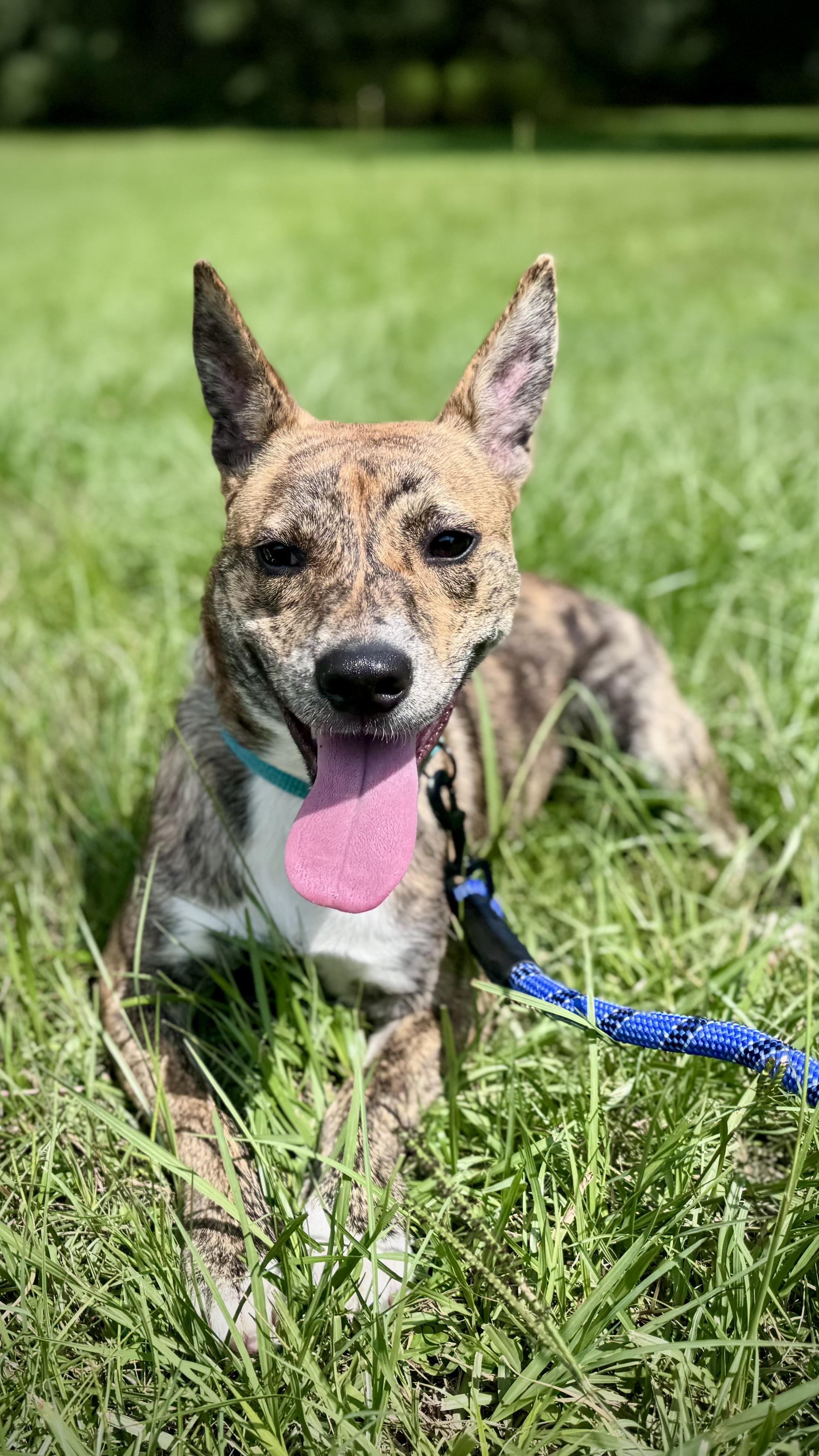 Enlarge Wilder, a Adoptable mixed breed in Tallahassee, FL image 5/5