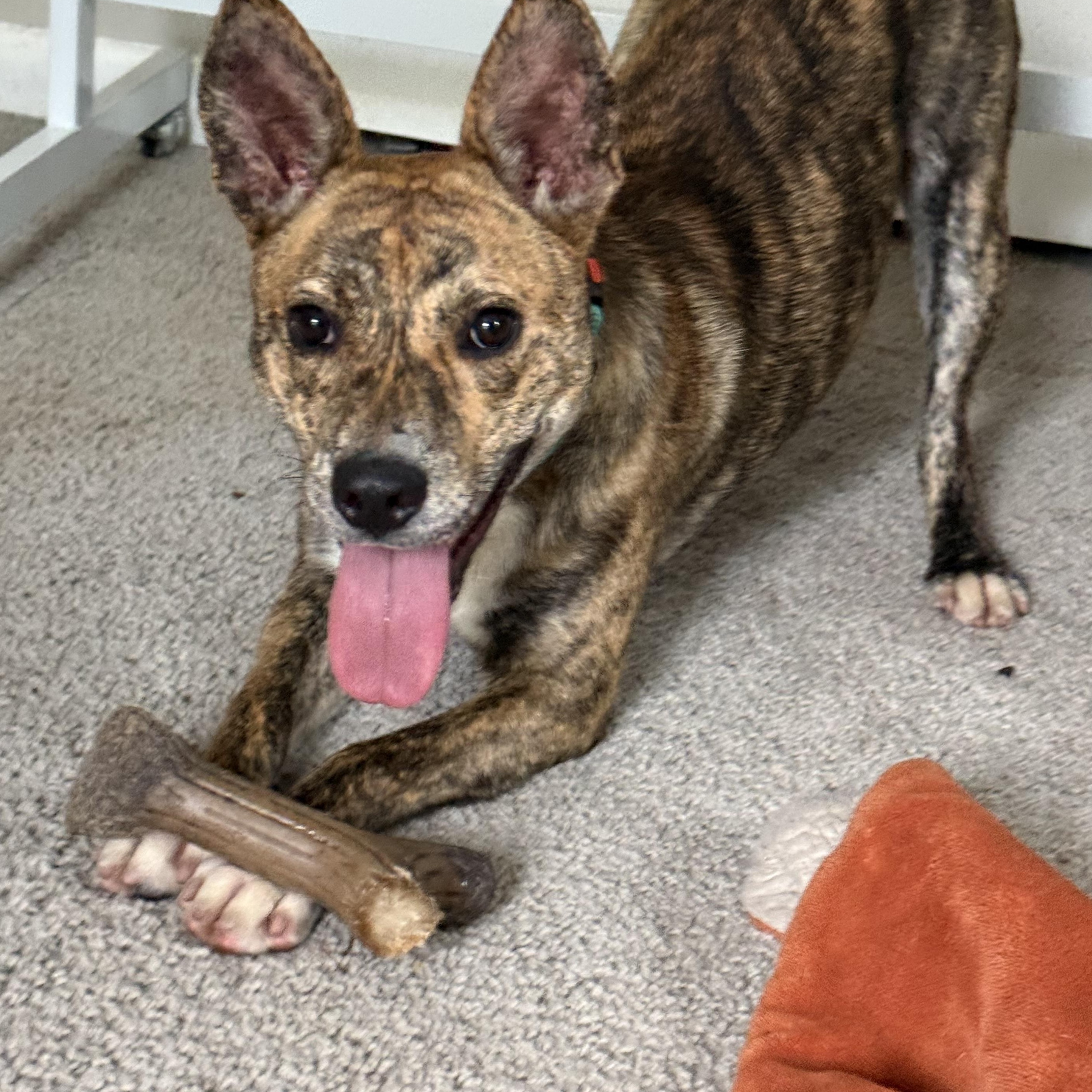 Enlarge Wilder, a Adoptable mixed breed in Tallahassee, FL image 4/5