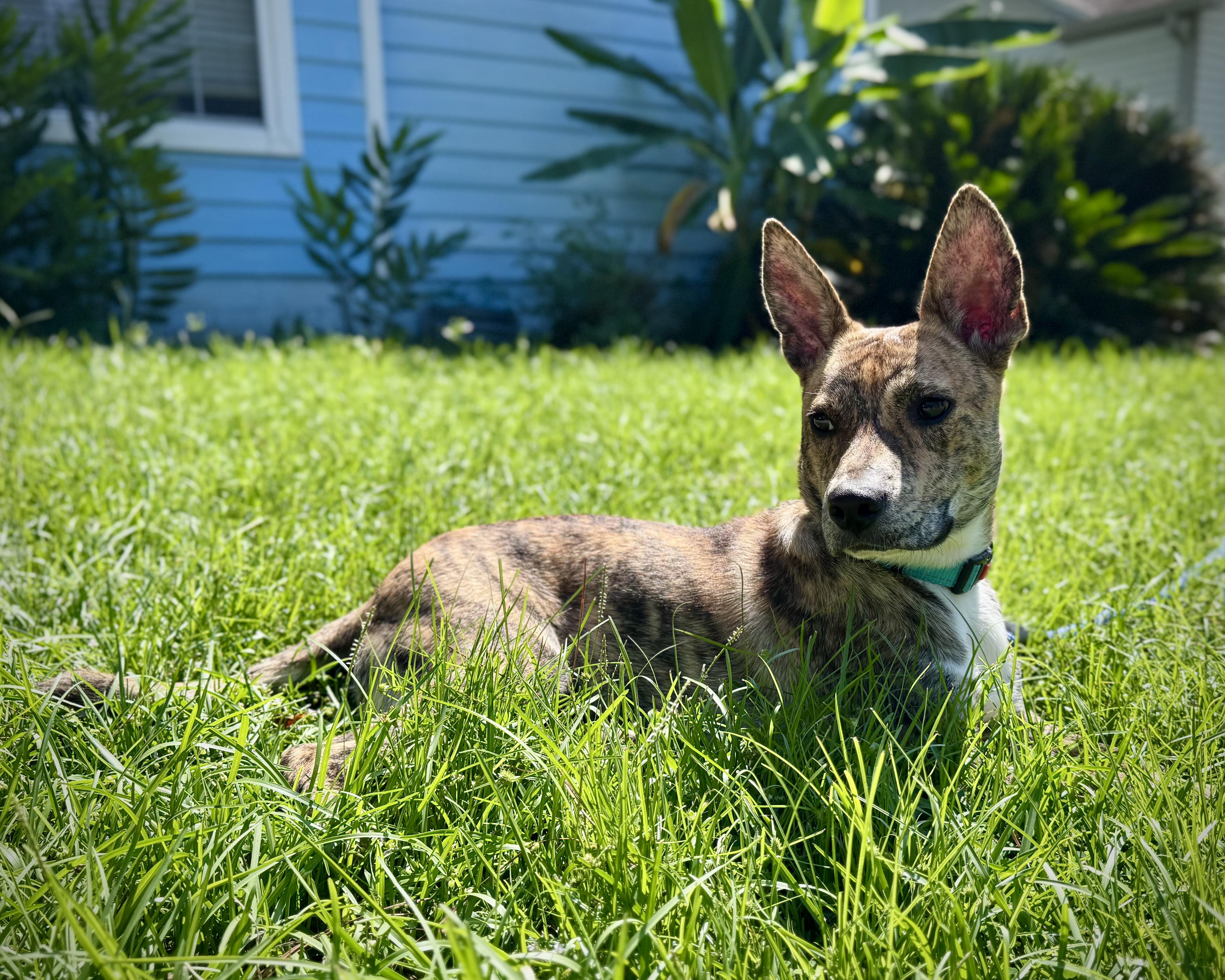 Enlarge Wilder, a Adoptable mixed breed in Tallahassee, FL image 3/5