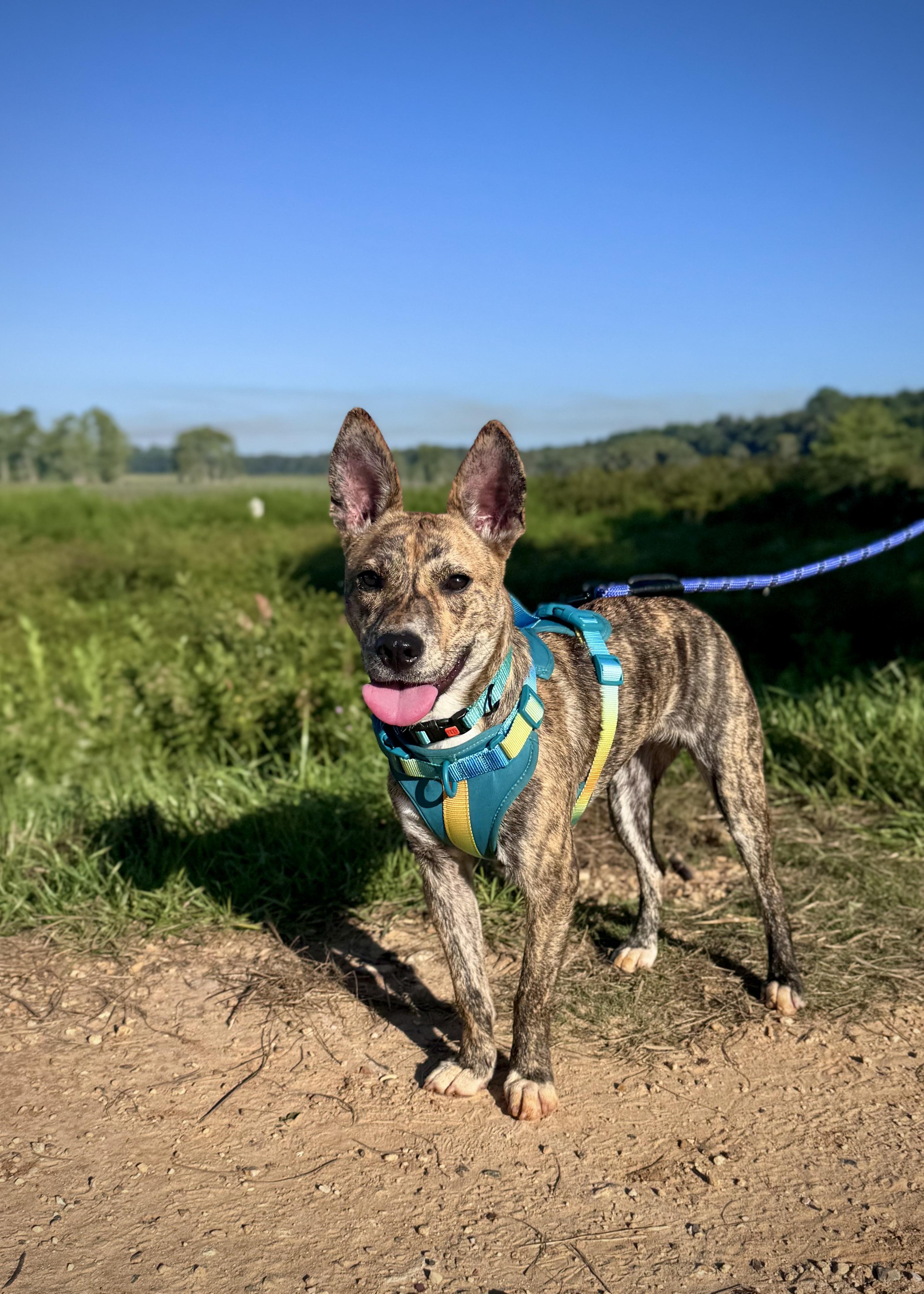 Enlarge Wilder, a Adoptable mixed breed in Tallahassee, FL image 1/5