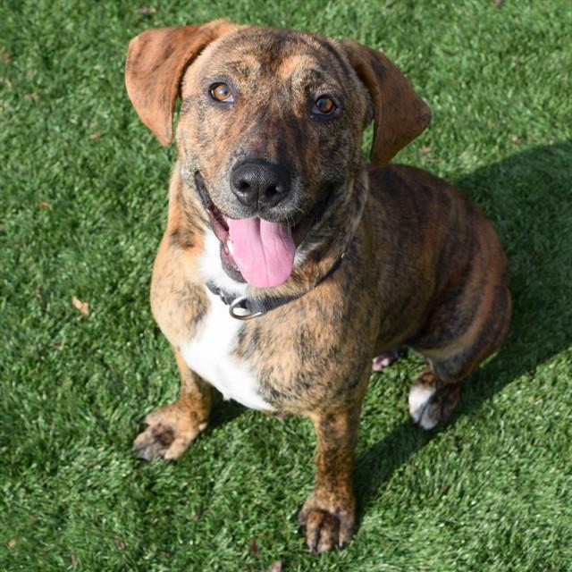 ARCADE, Adoptable, Young Female Plott Hound & Mixed Breed.