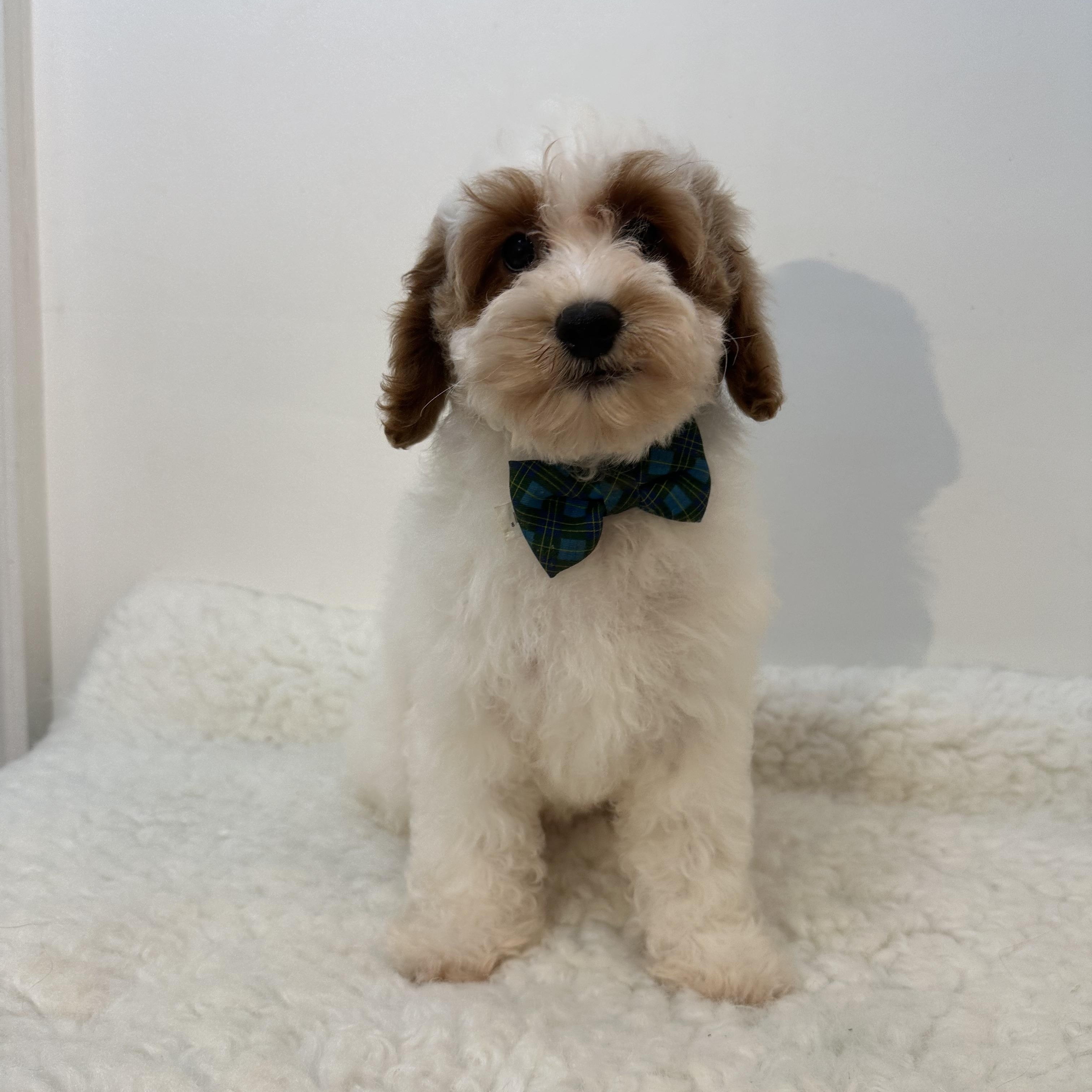 Omitte, an adoptable Cavapoo in Wrightstown, NJ, 08562 | Photo Image 1