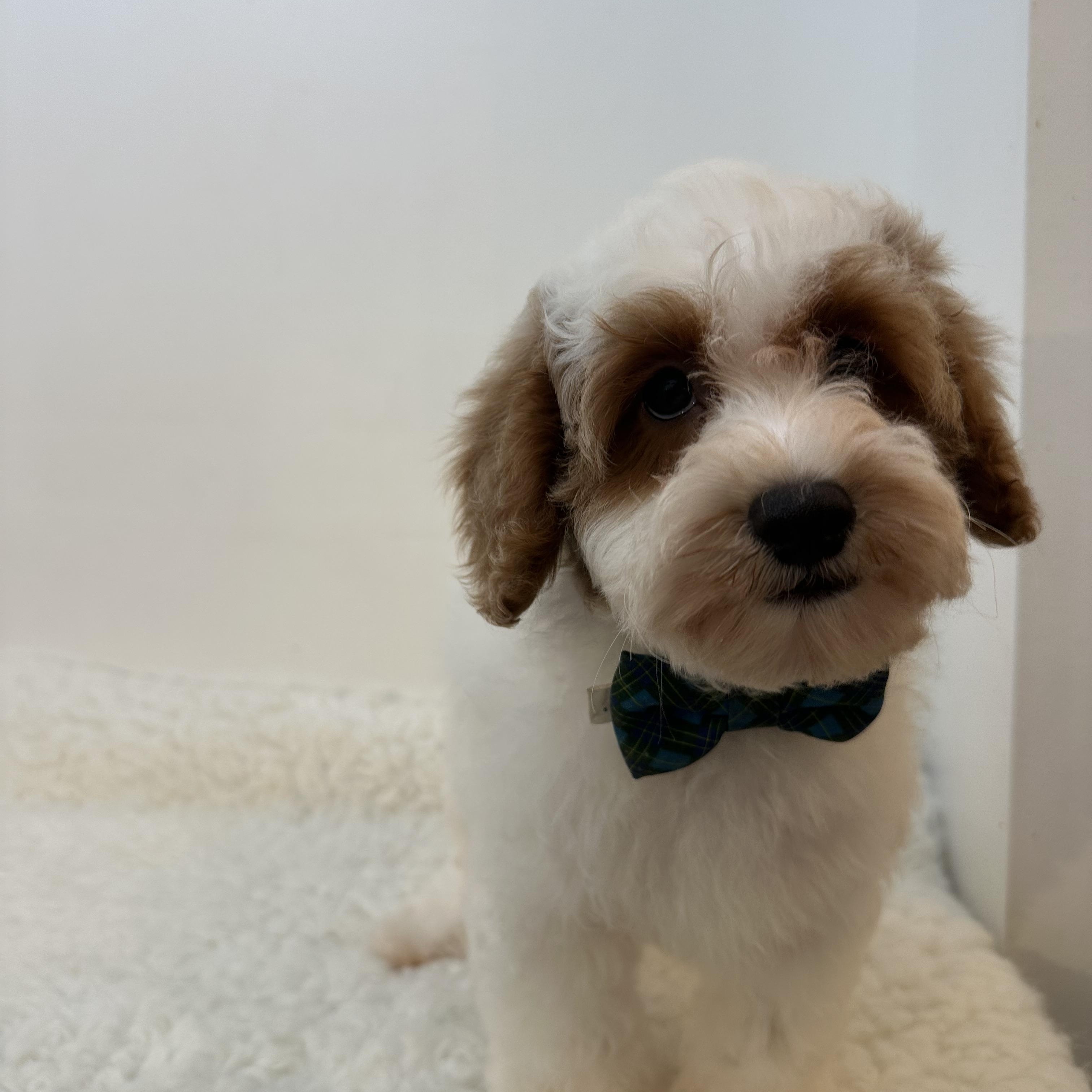 Omitte, an adoptable Cavapoo in Wrightstown, NJ, 08562 | Photo Image 3