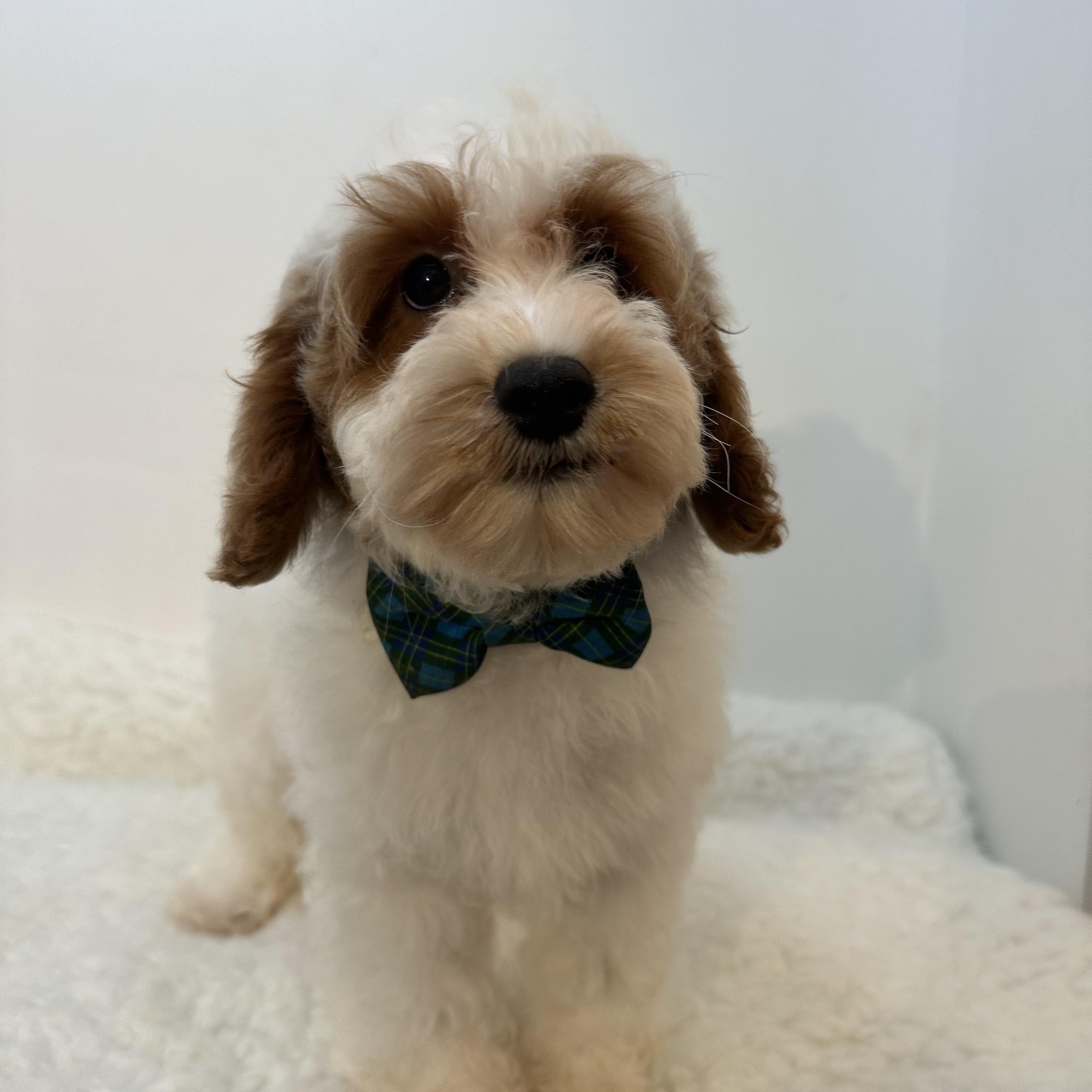 Omitte, an adoptable Cavapoo in Wrightstown, NJ, 08562 | Photo Image 5