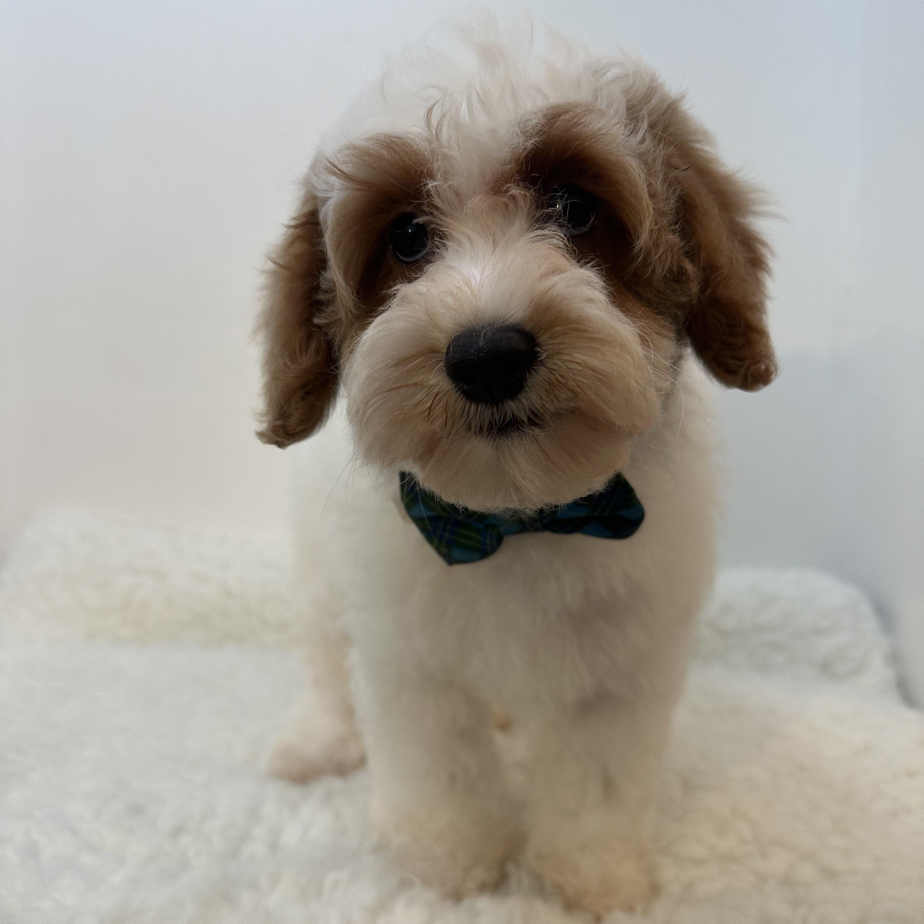 Omitte, an adoptable Cavapoo in Wrightstown, NJ, 08562 | Photo Image 6