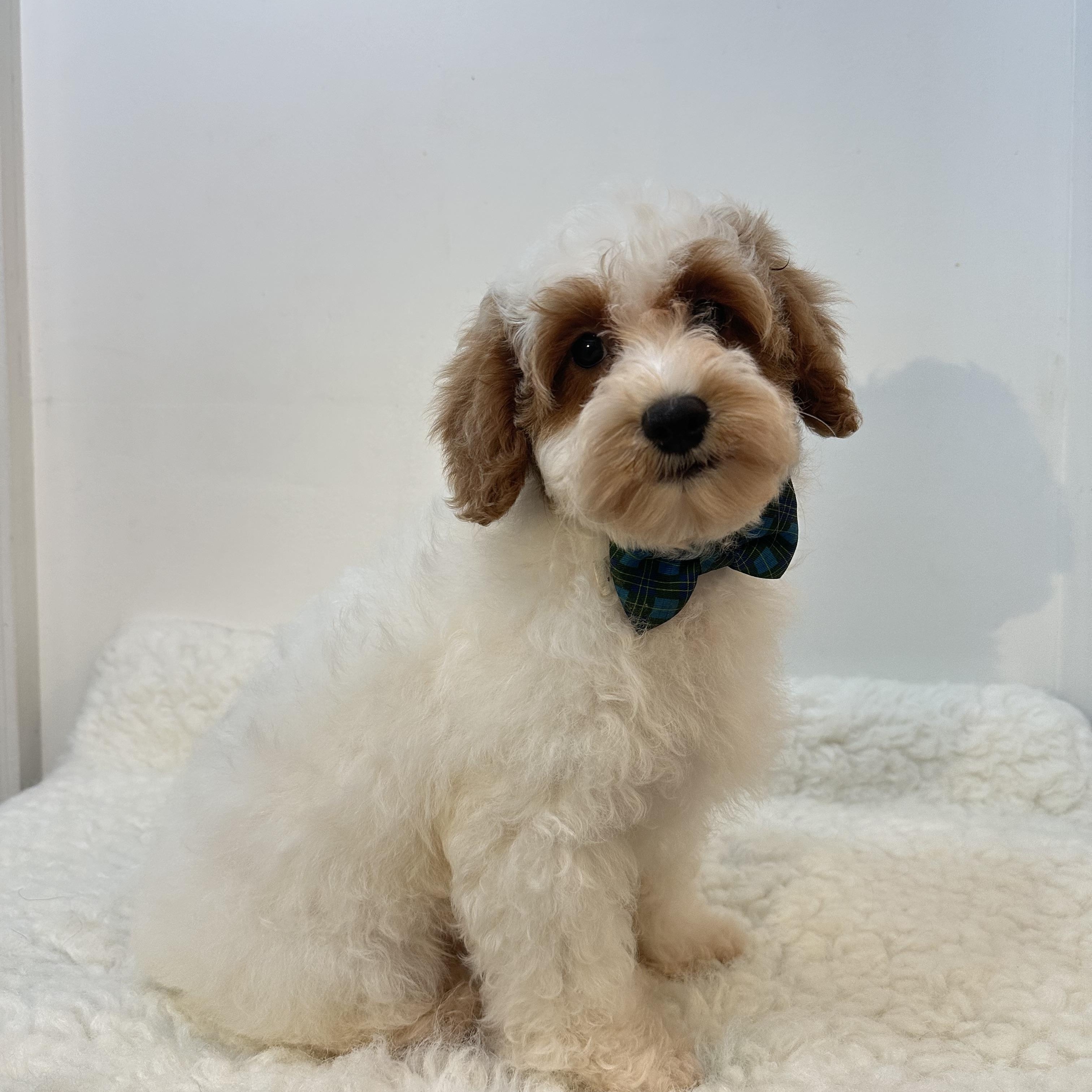 Omitte, an adoptable Cavapoo in Wrightstown, NJ, 08562 | Photo Image 2