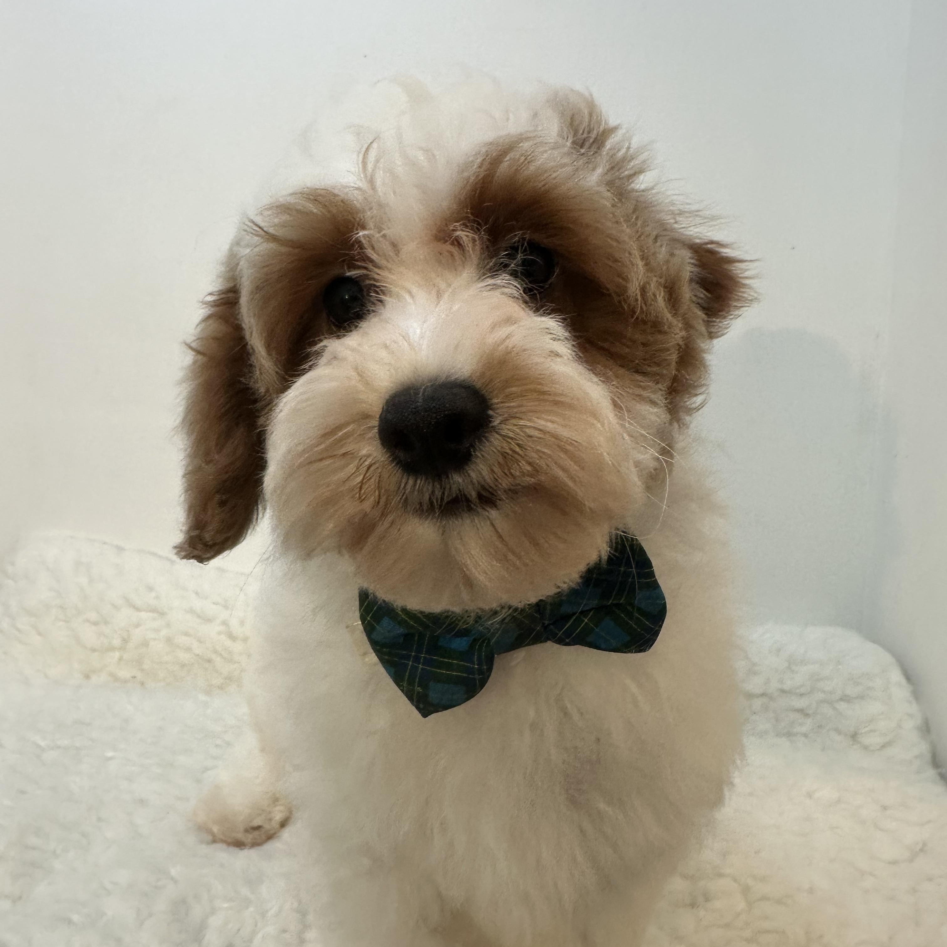 Omitte, an adoptable Cavapoo in Wrightstown, NJ, 08562 | Photo Image 4