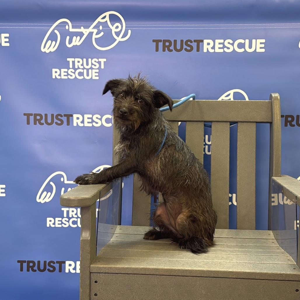 Enlarge CAROLINA, a Adoptable Terrier in Berlin, NJ image 3/6