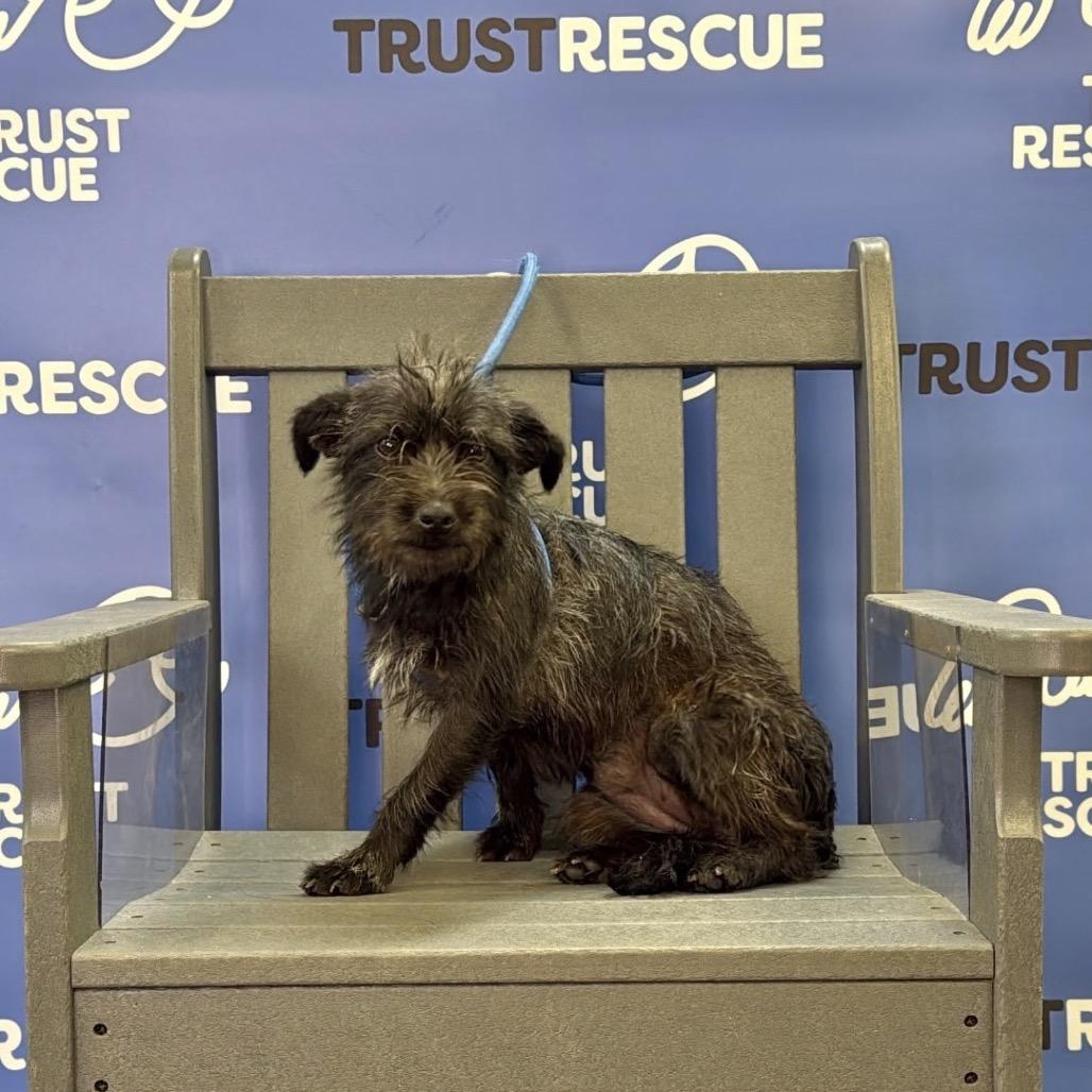 Enlarge CAROLINA, a Adoptable Terrier in Berlin, NJ image 4/6