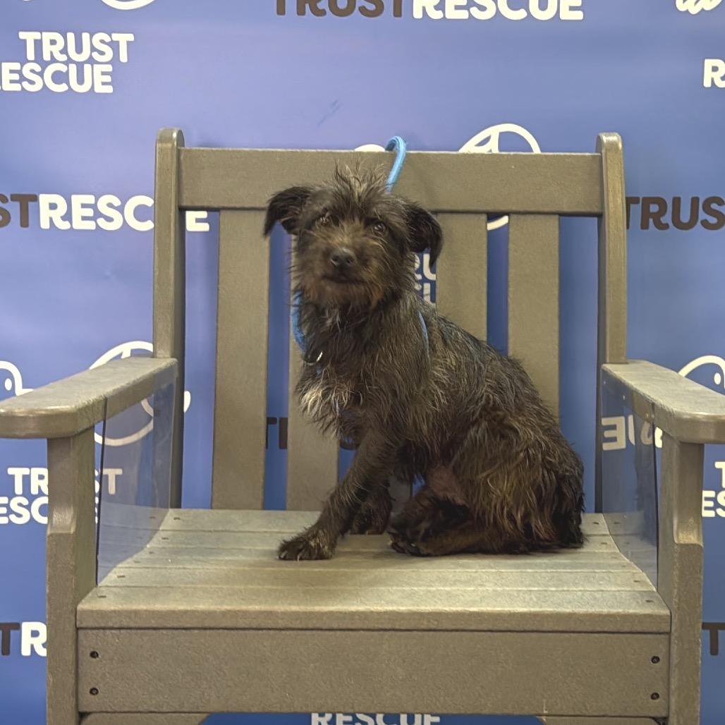 Enlarge CAROLINA, a Adoptable Terrier in Berlin, NJ image 5/6