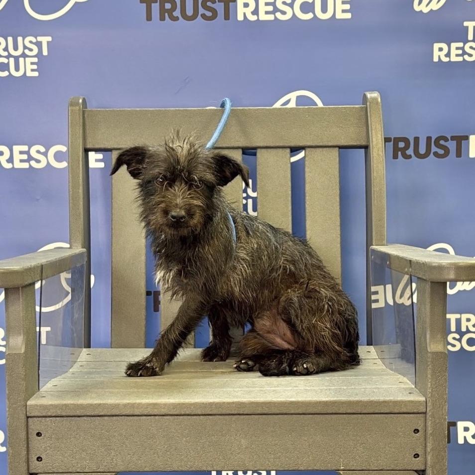 Enlarge CAROLINA, a Adoptable Terrier in Berlin, NJ image 1/6