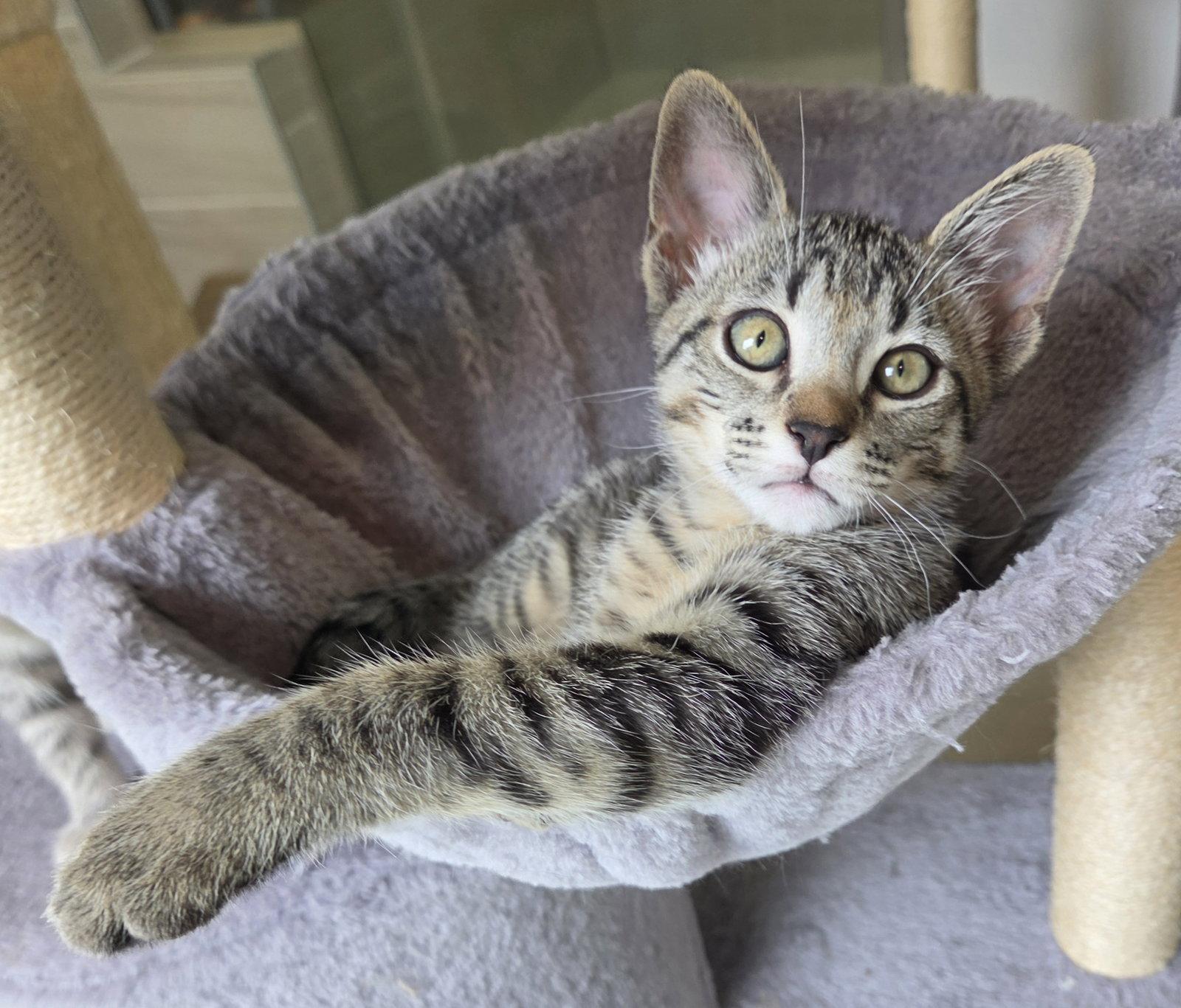 Milton, Adoptable, Kitten Male Domestic Short Hair.