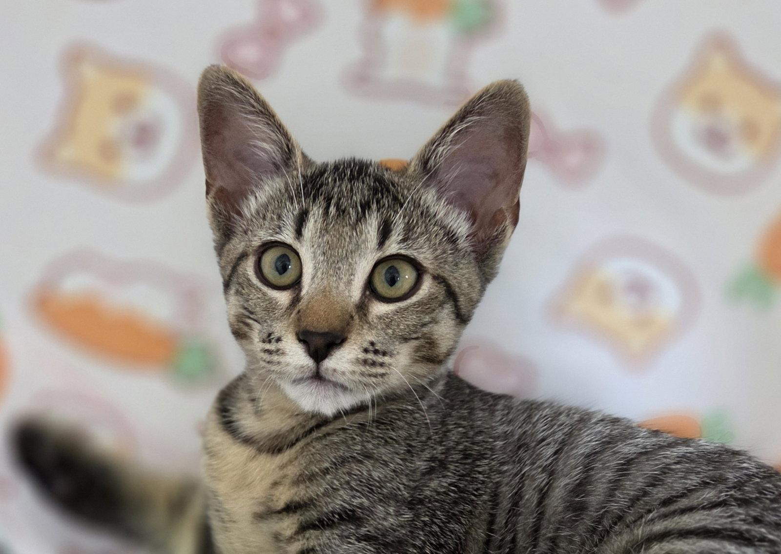 Enlarge Milton, a Adoptable Domestic Short Hair in Pittsboro, NC image 2/3